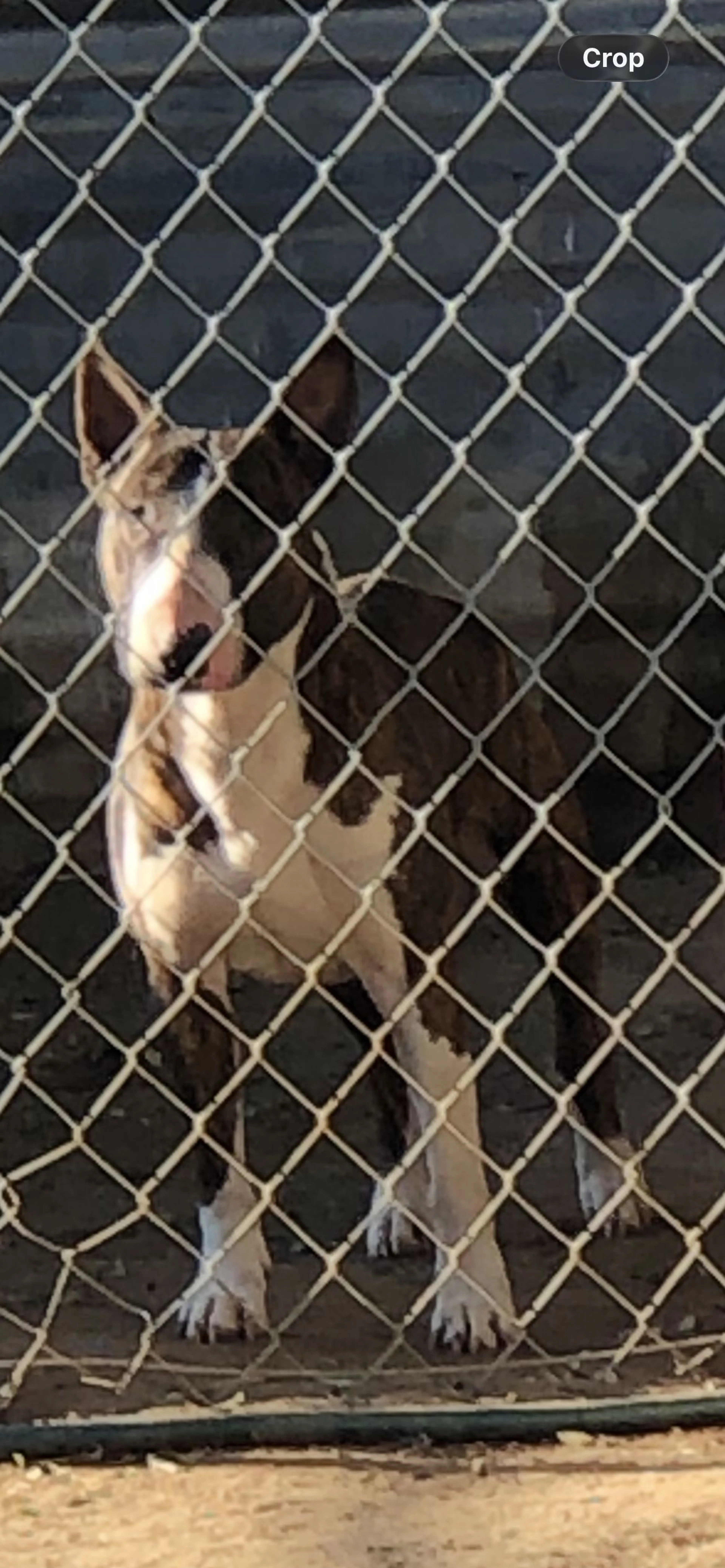 Lost pet