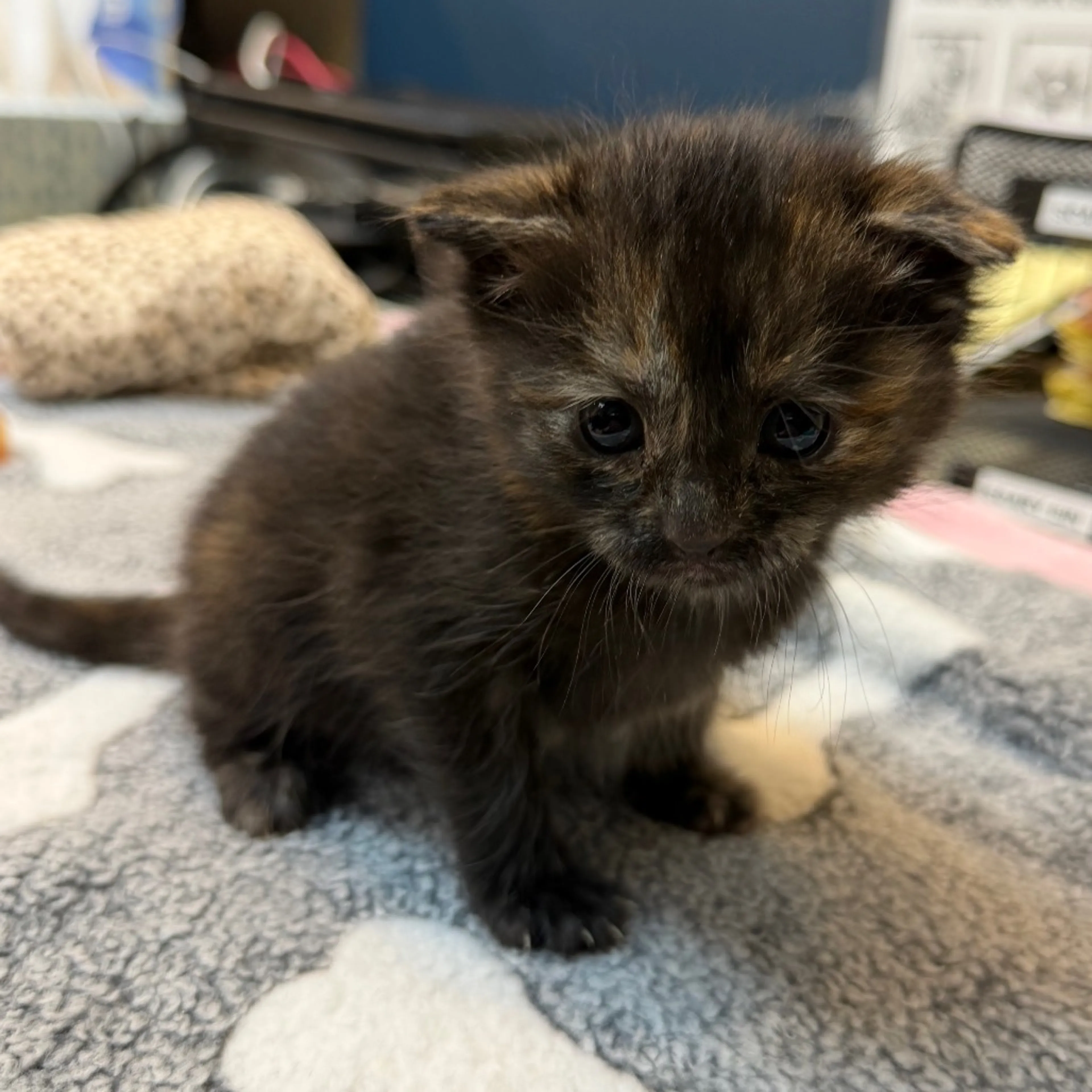 Found pet-2