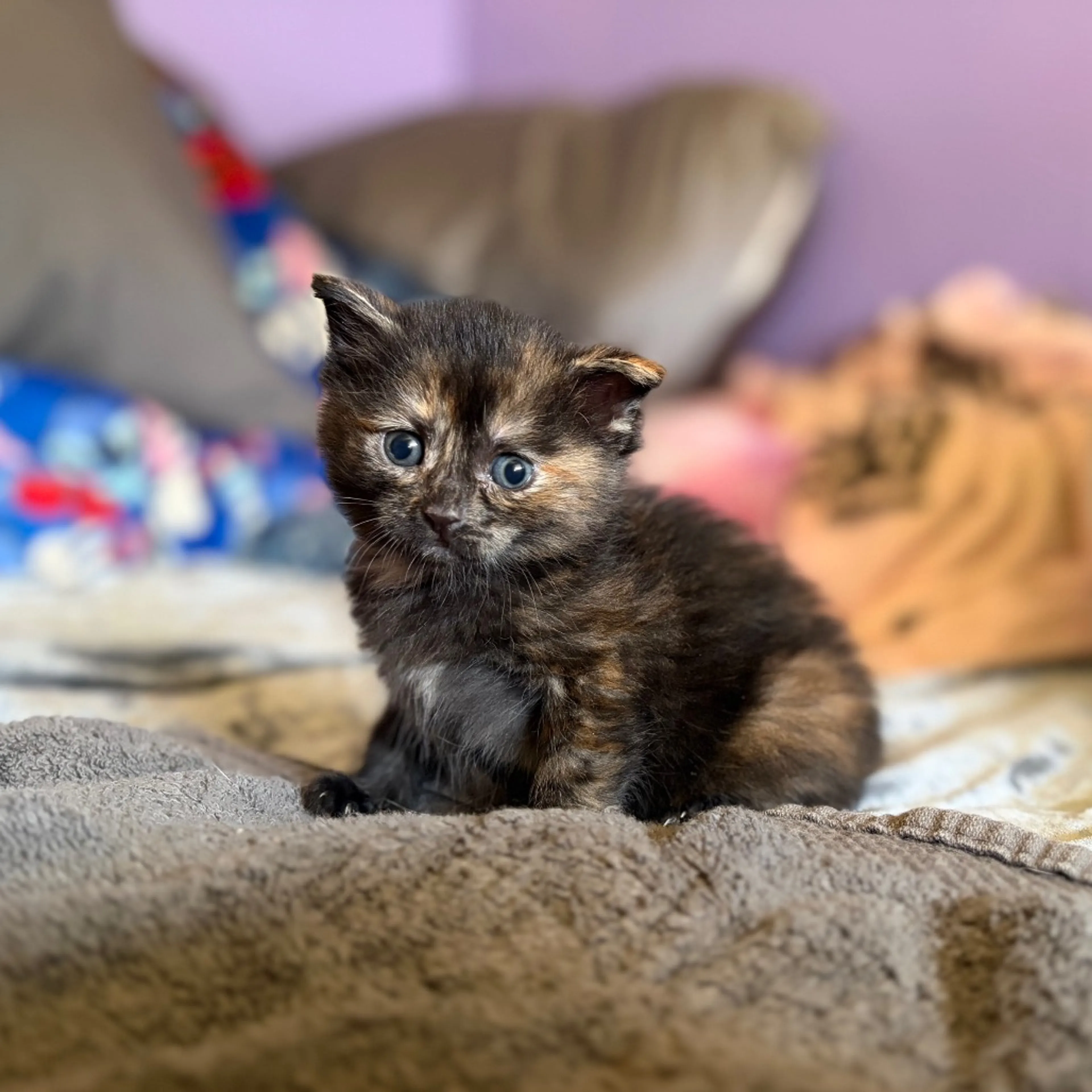 Found pet-3