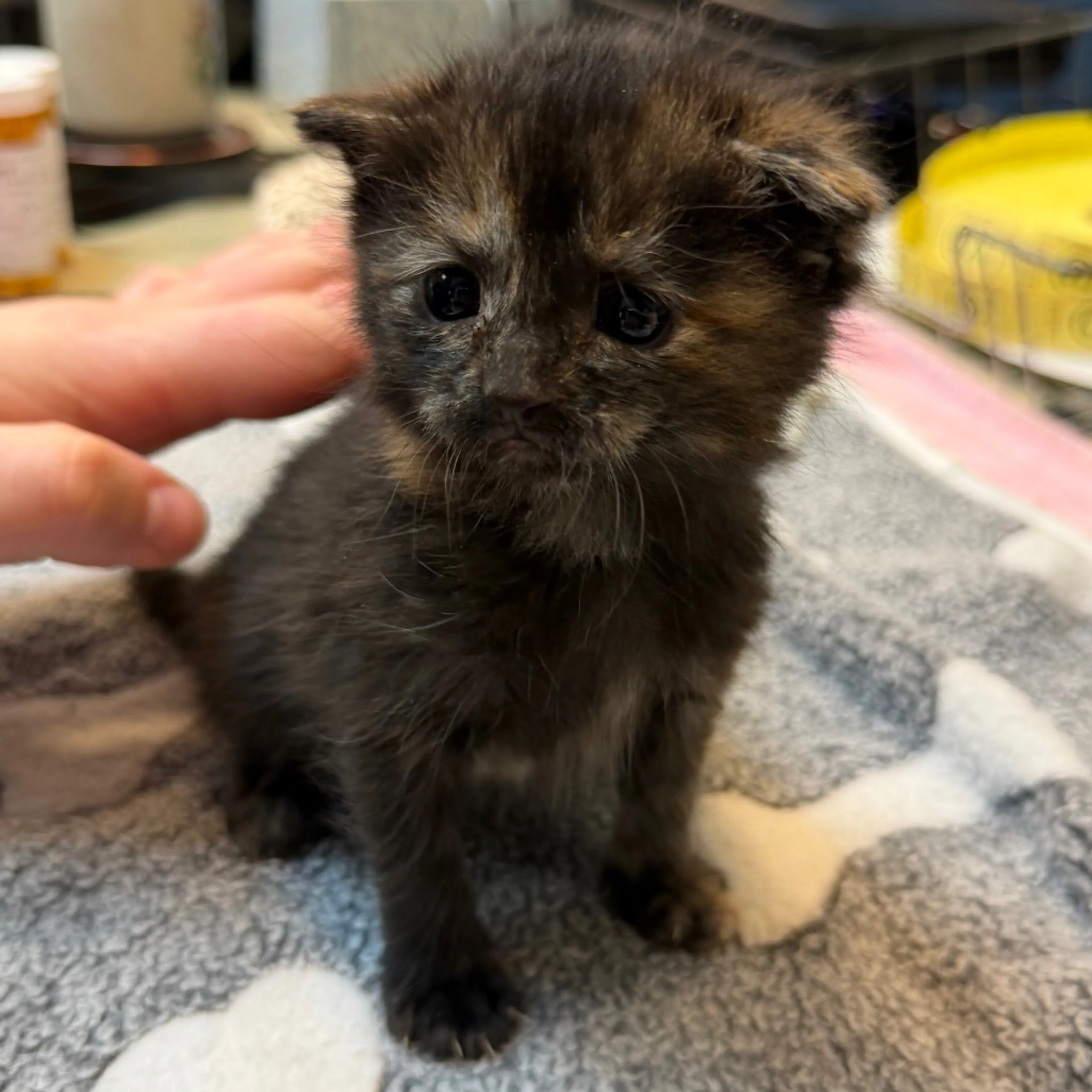 Found pet-1