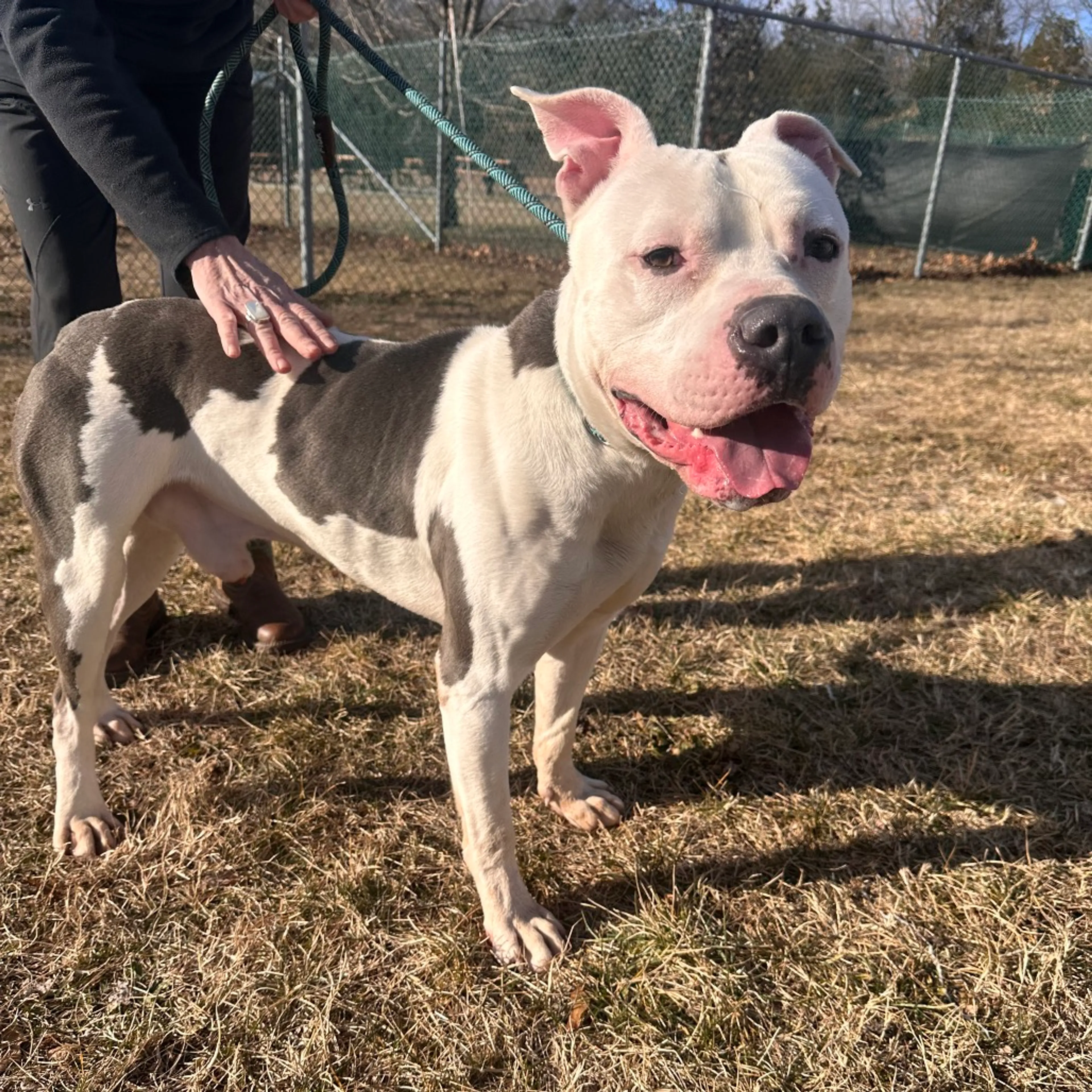 Found pet-1