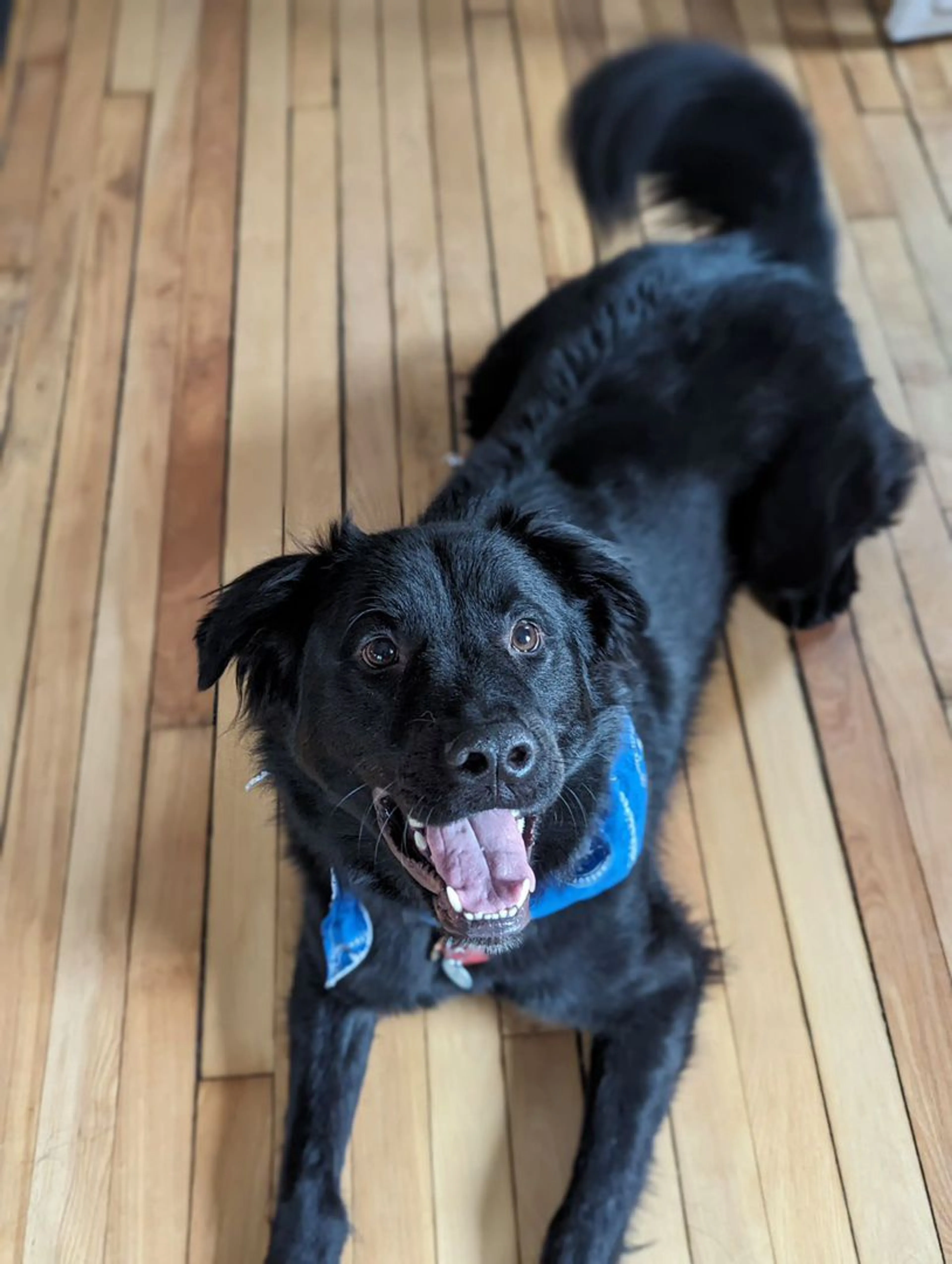 Lost pet
