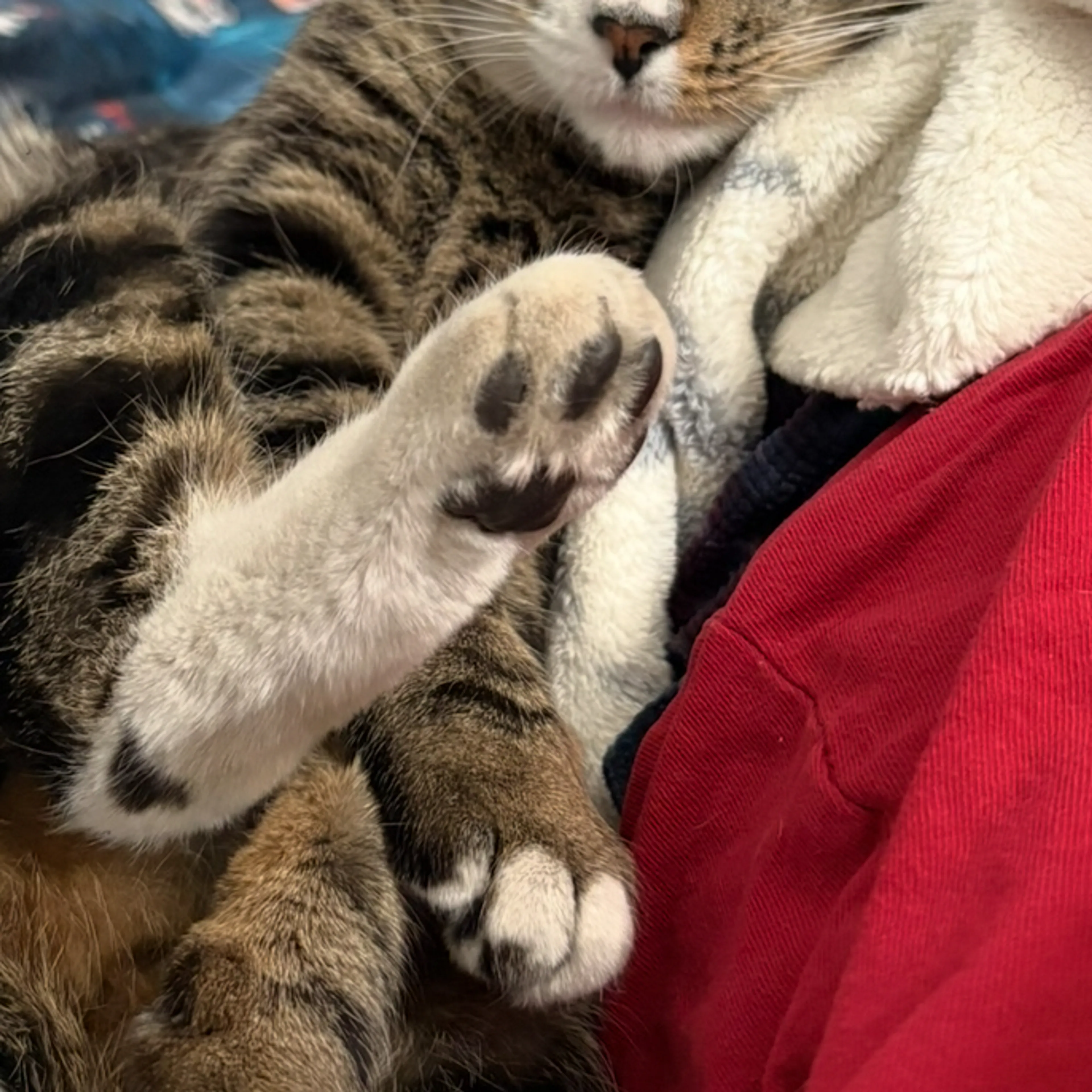 Lost pet-3