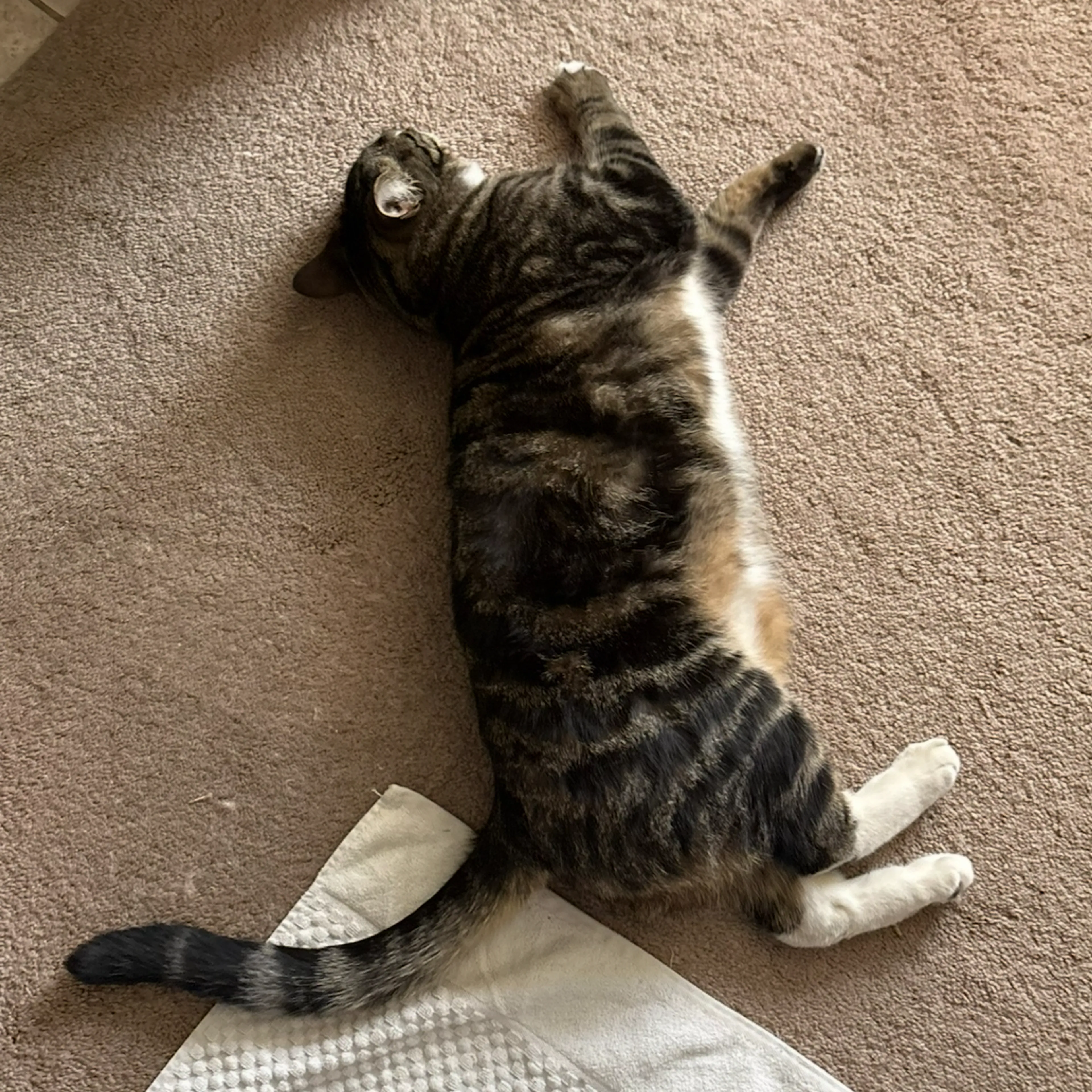 Lost pet-1