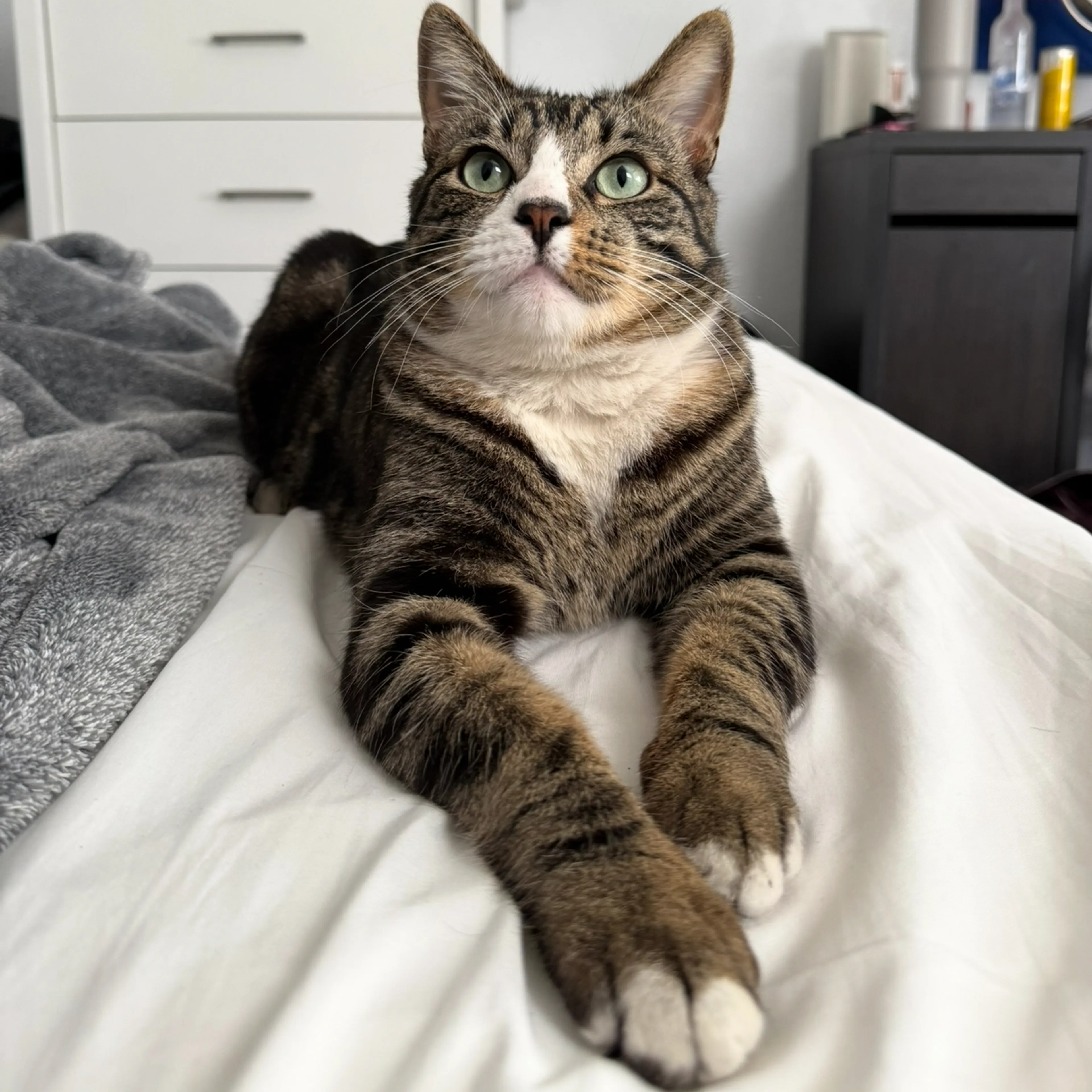 Lost pet-2