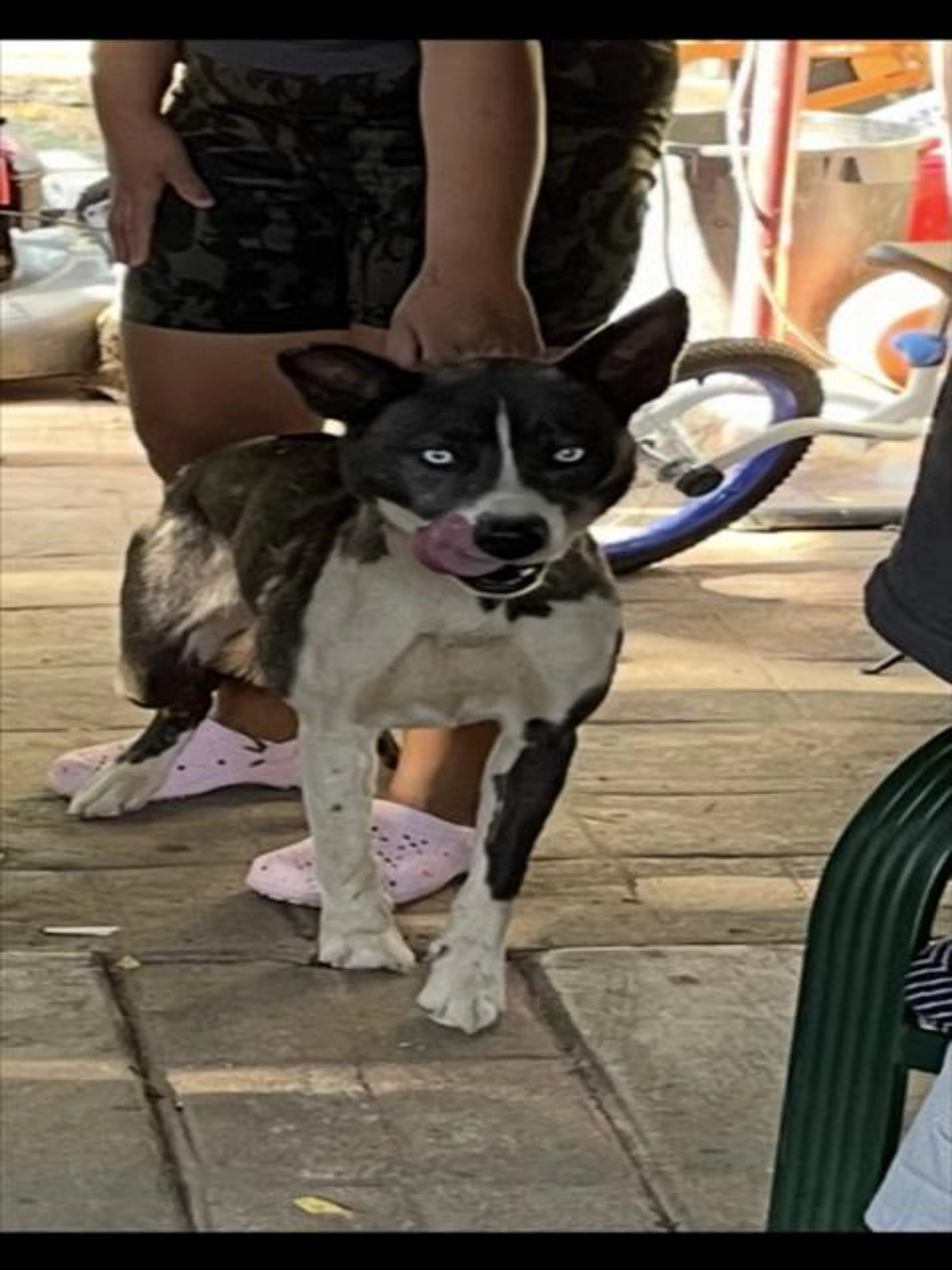Found pet
