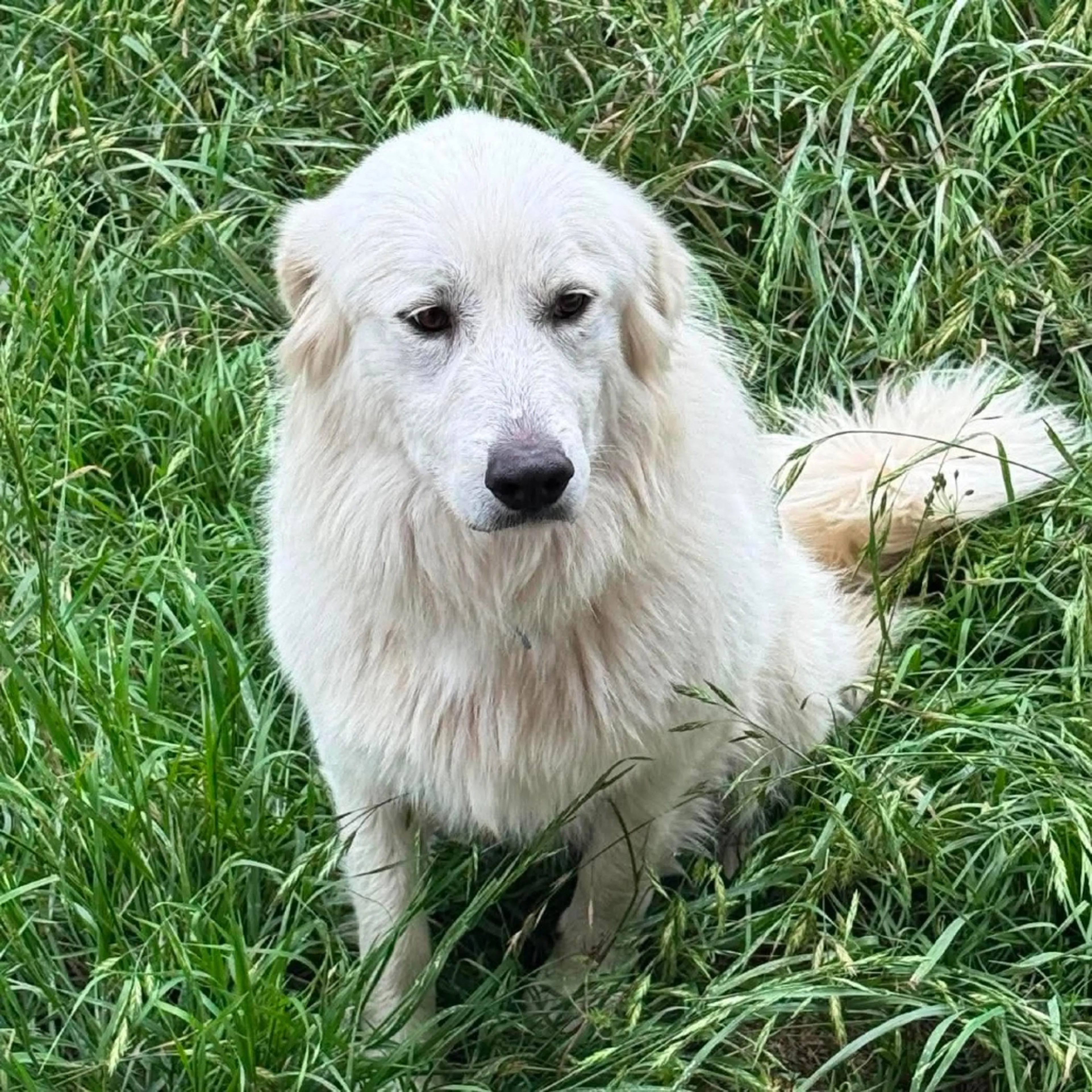 Found pet