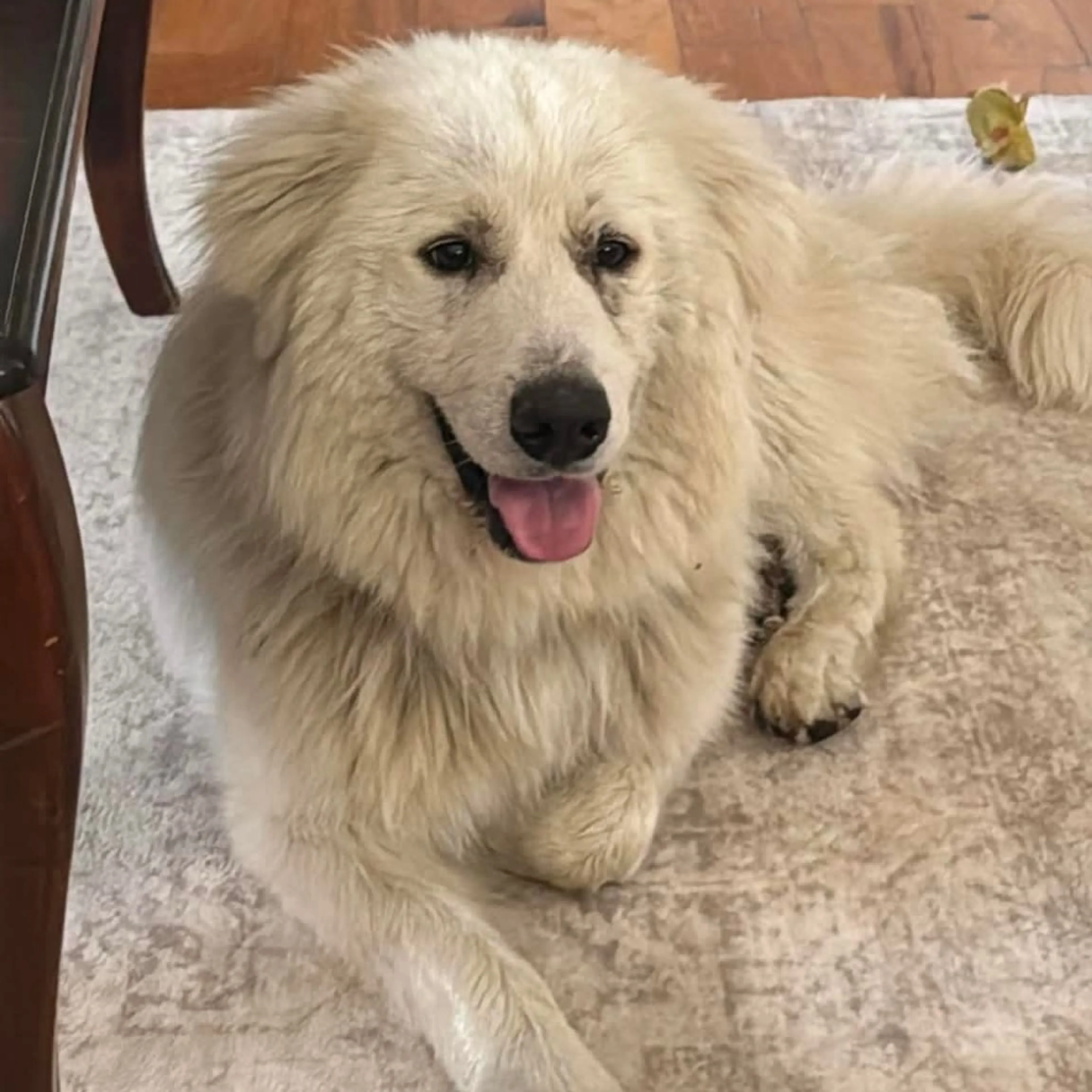 Found pet