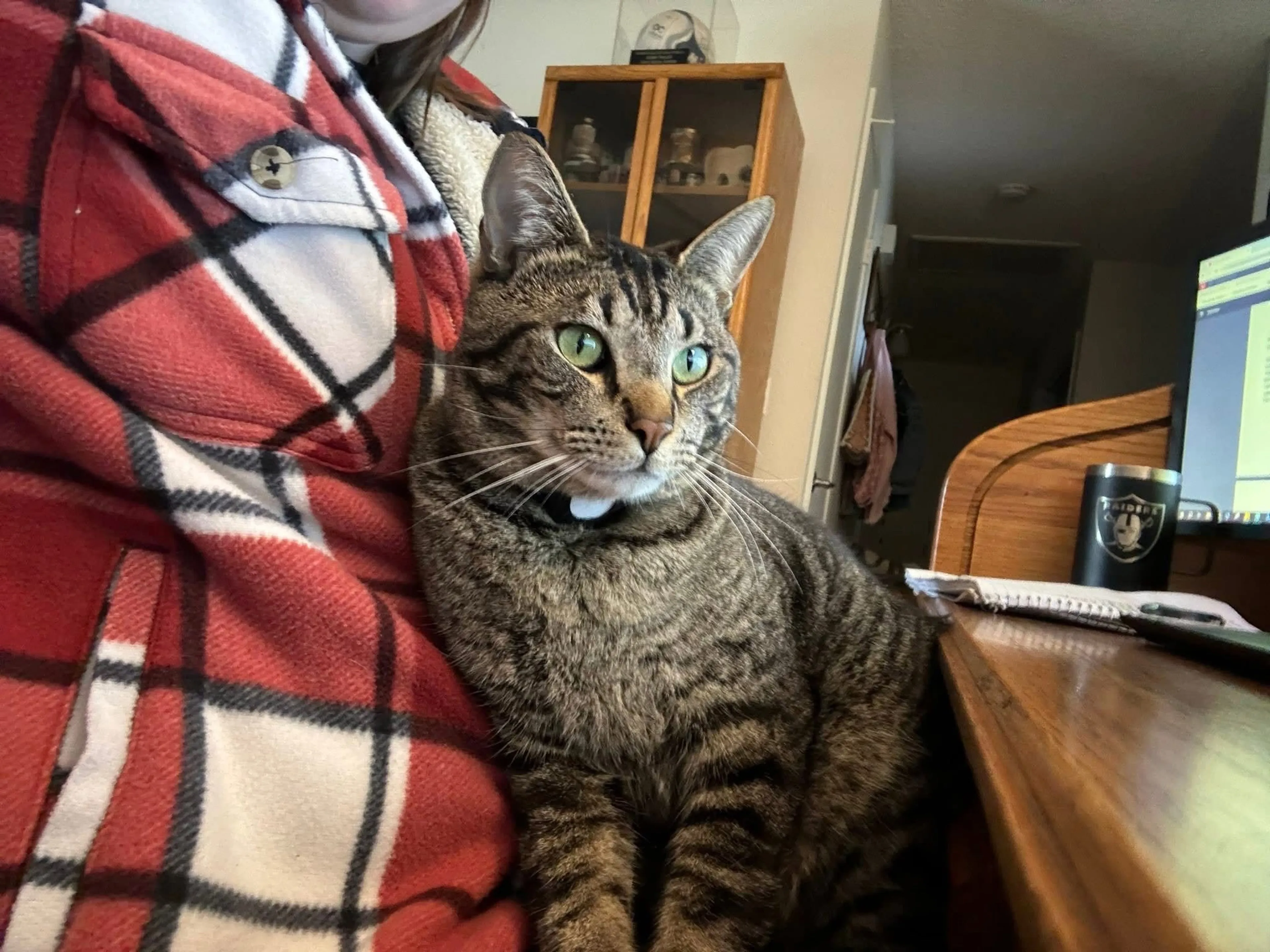 Lost pet-0