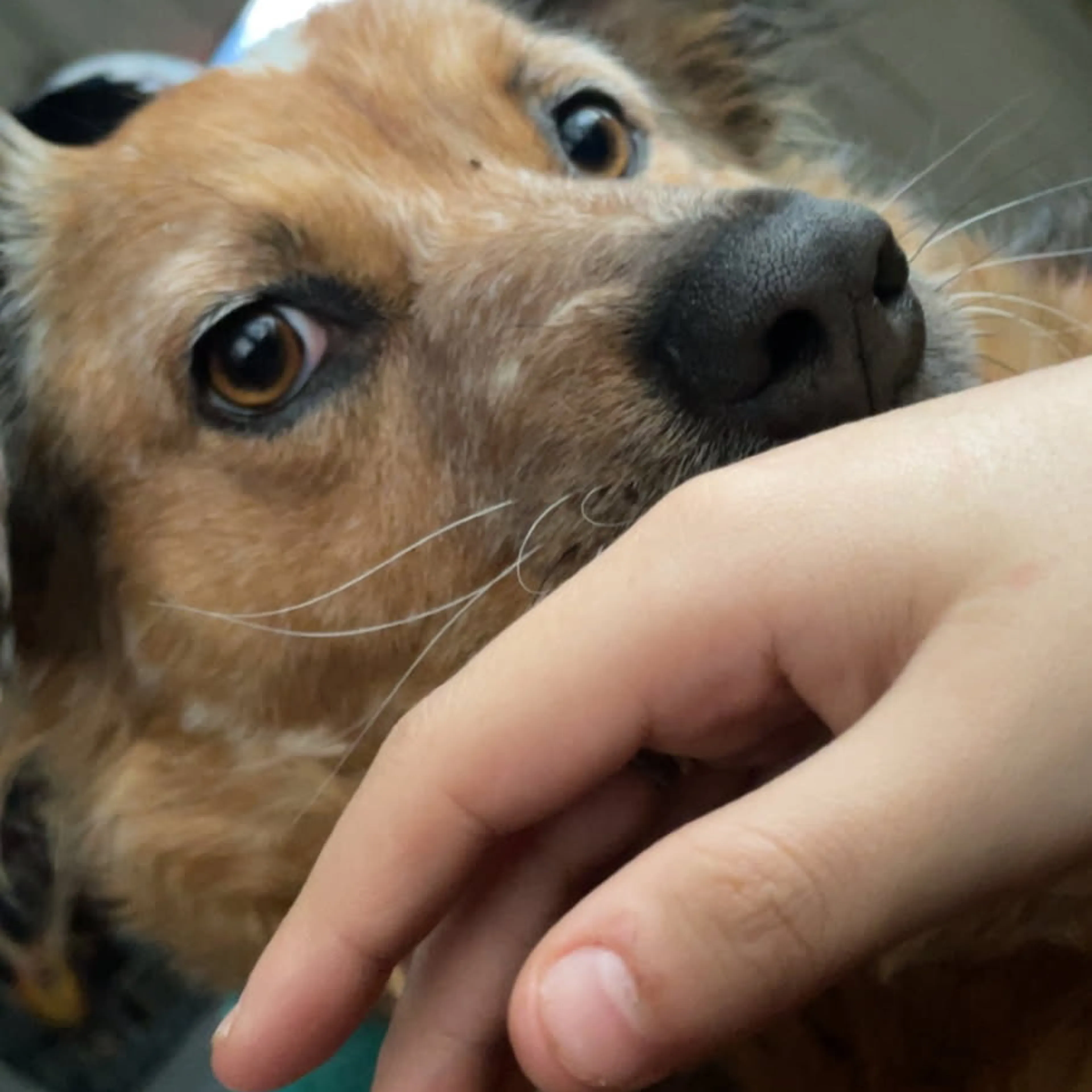 Lost pet-1