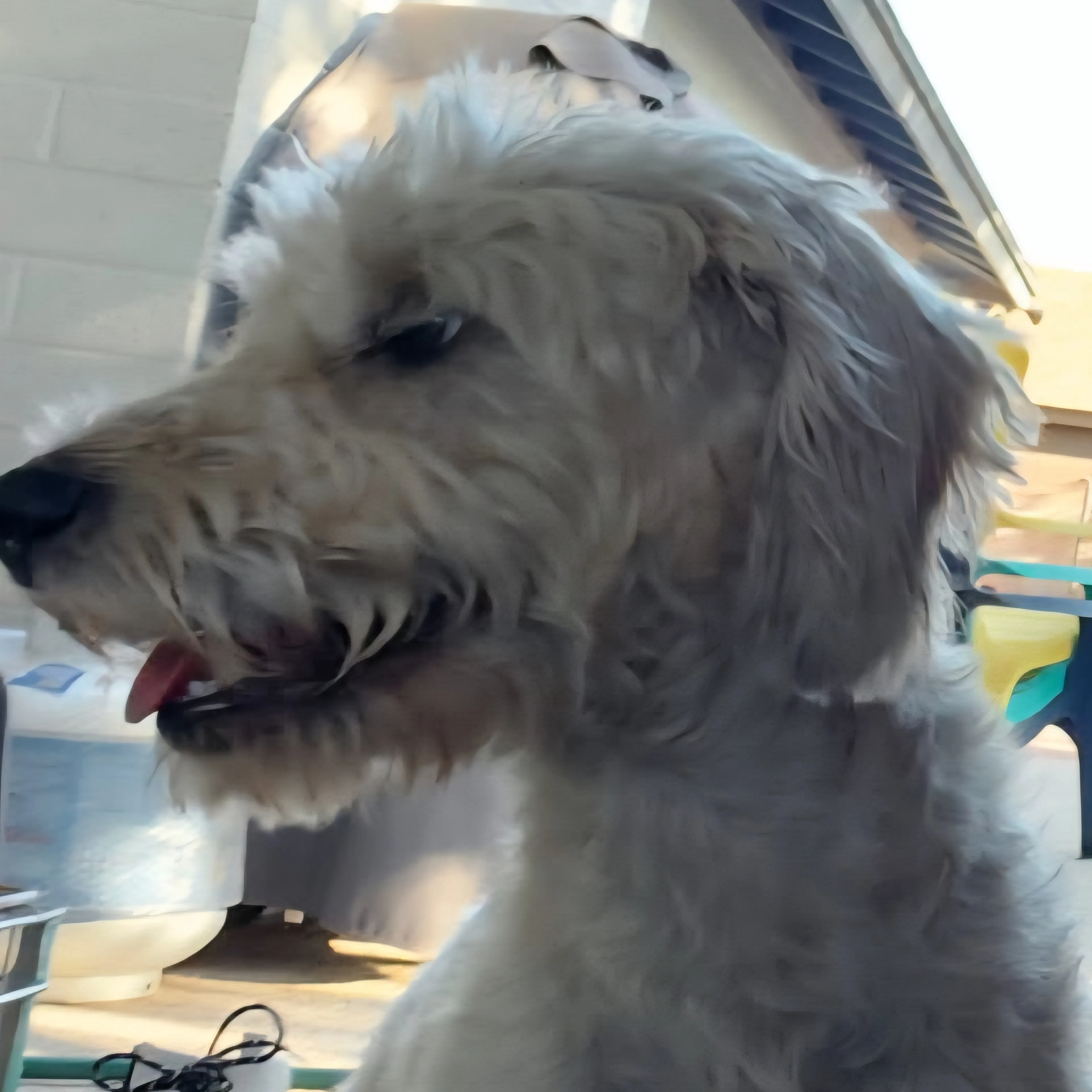 Found pet-2