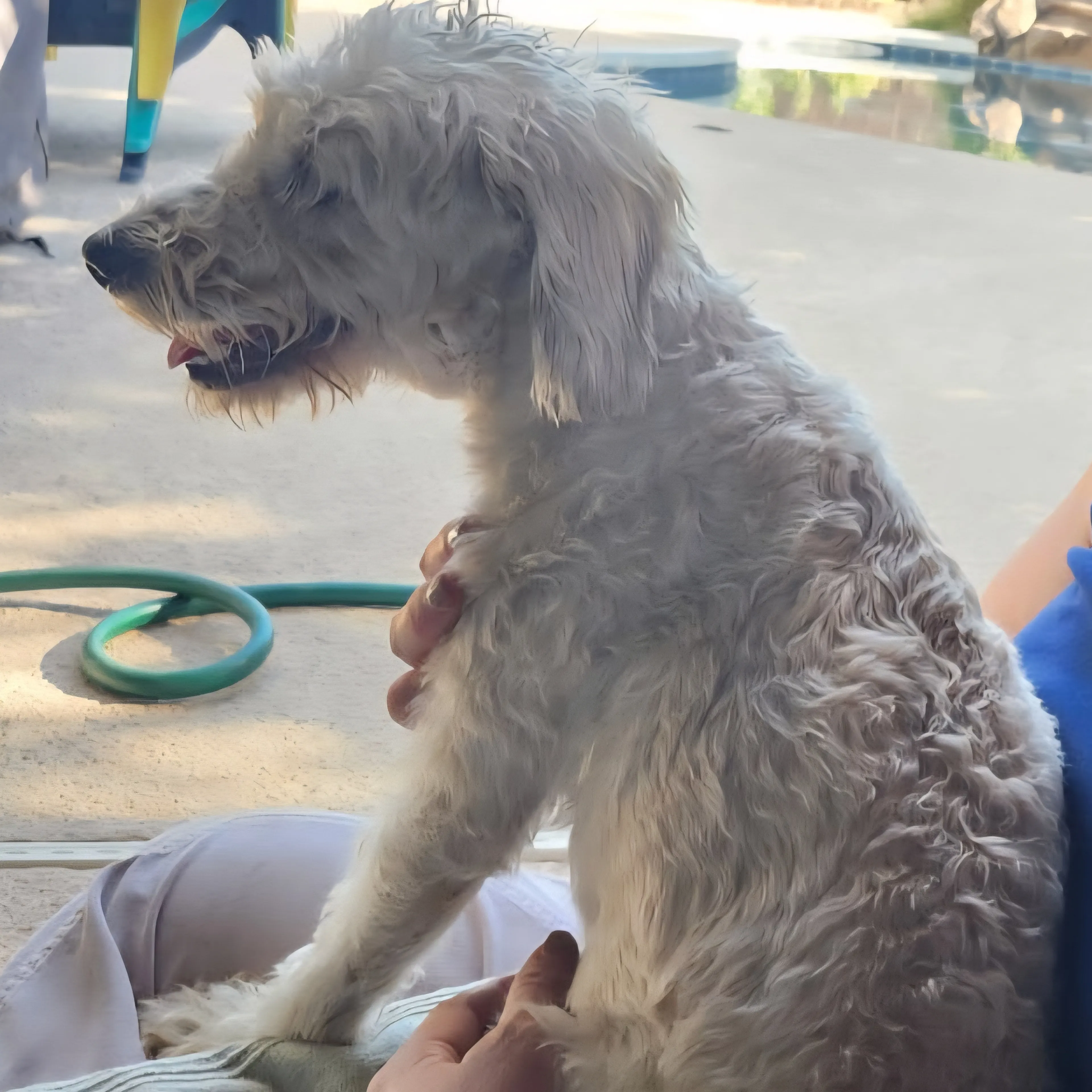 Found pet-1