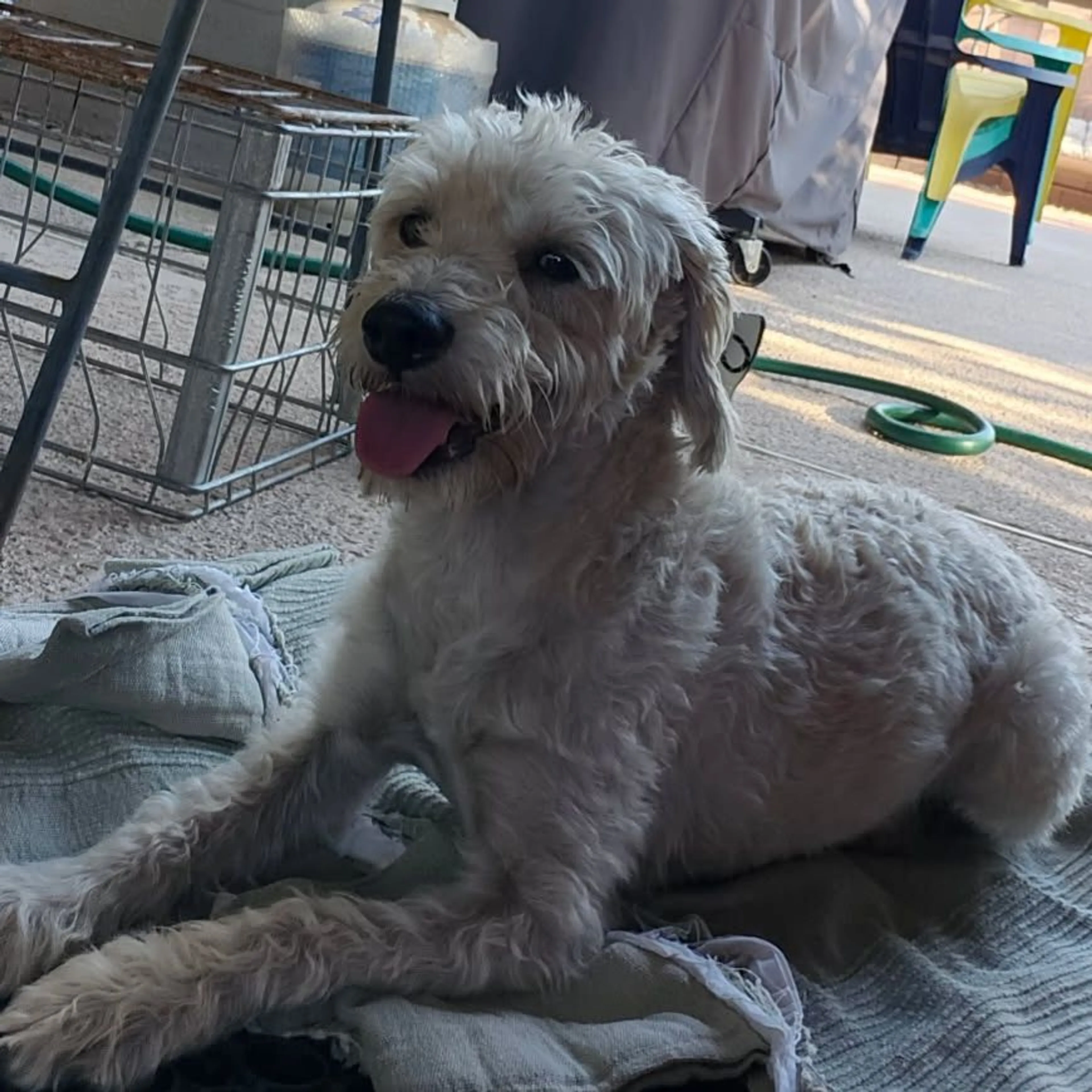Found pet-0