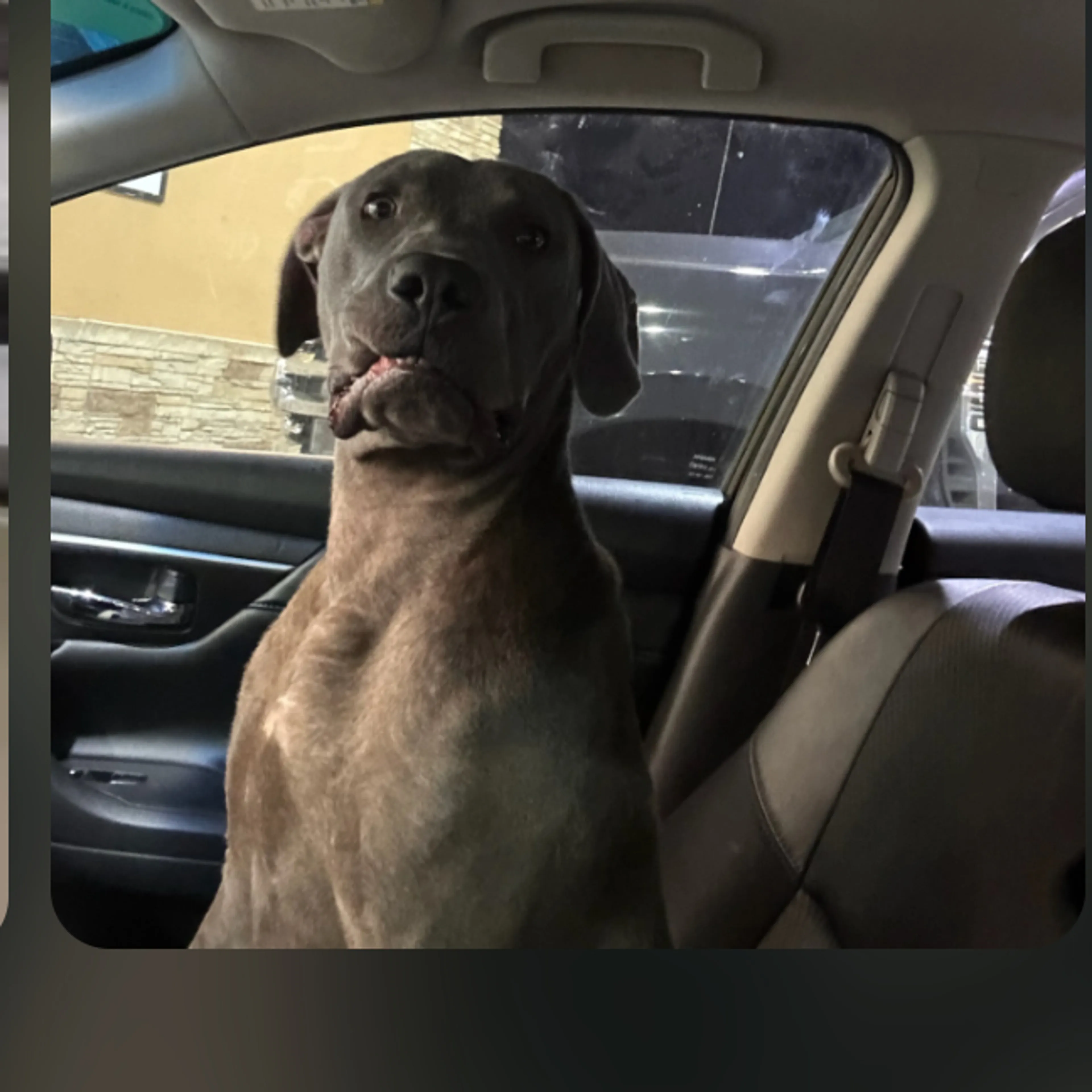Lost pet-1