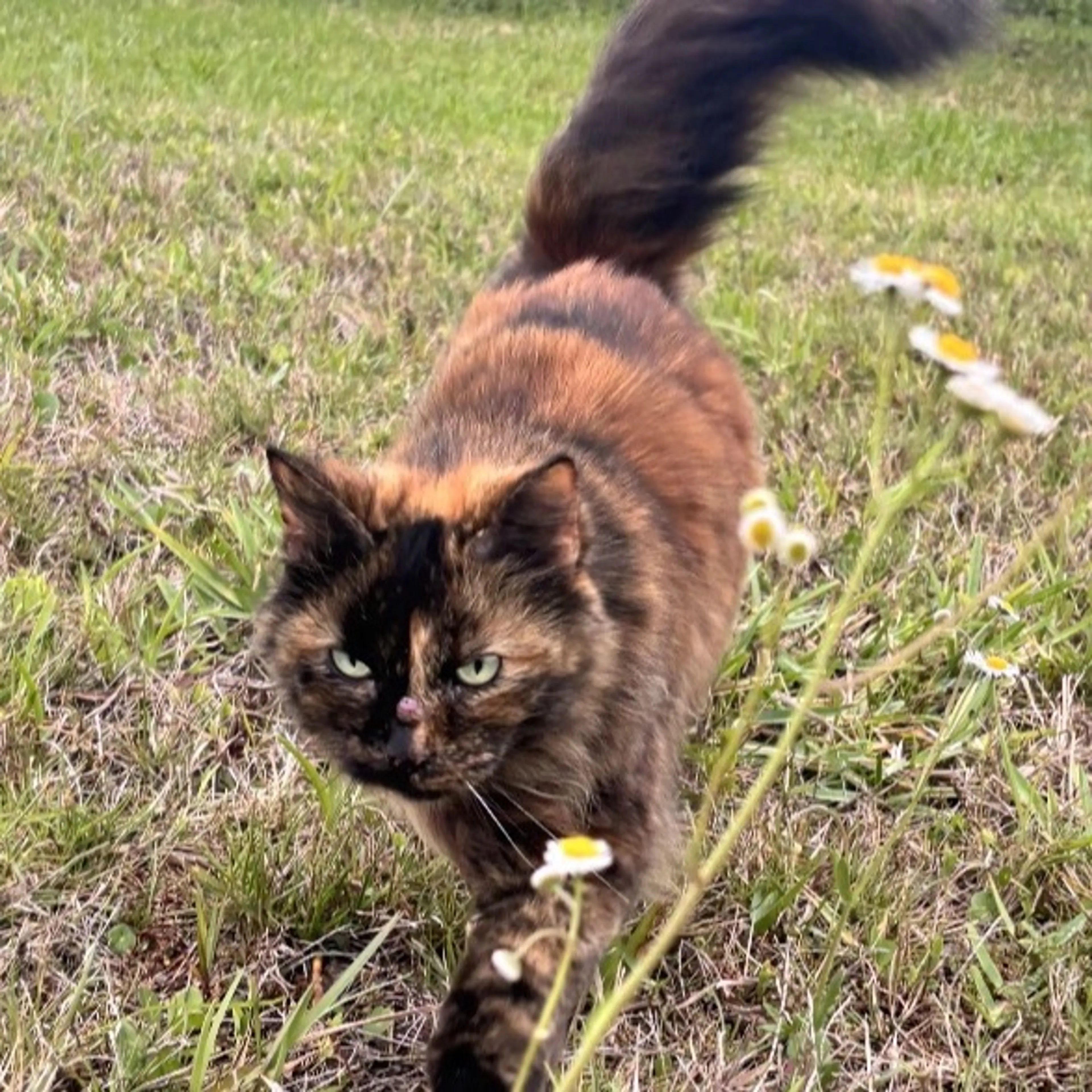 Lost pet