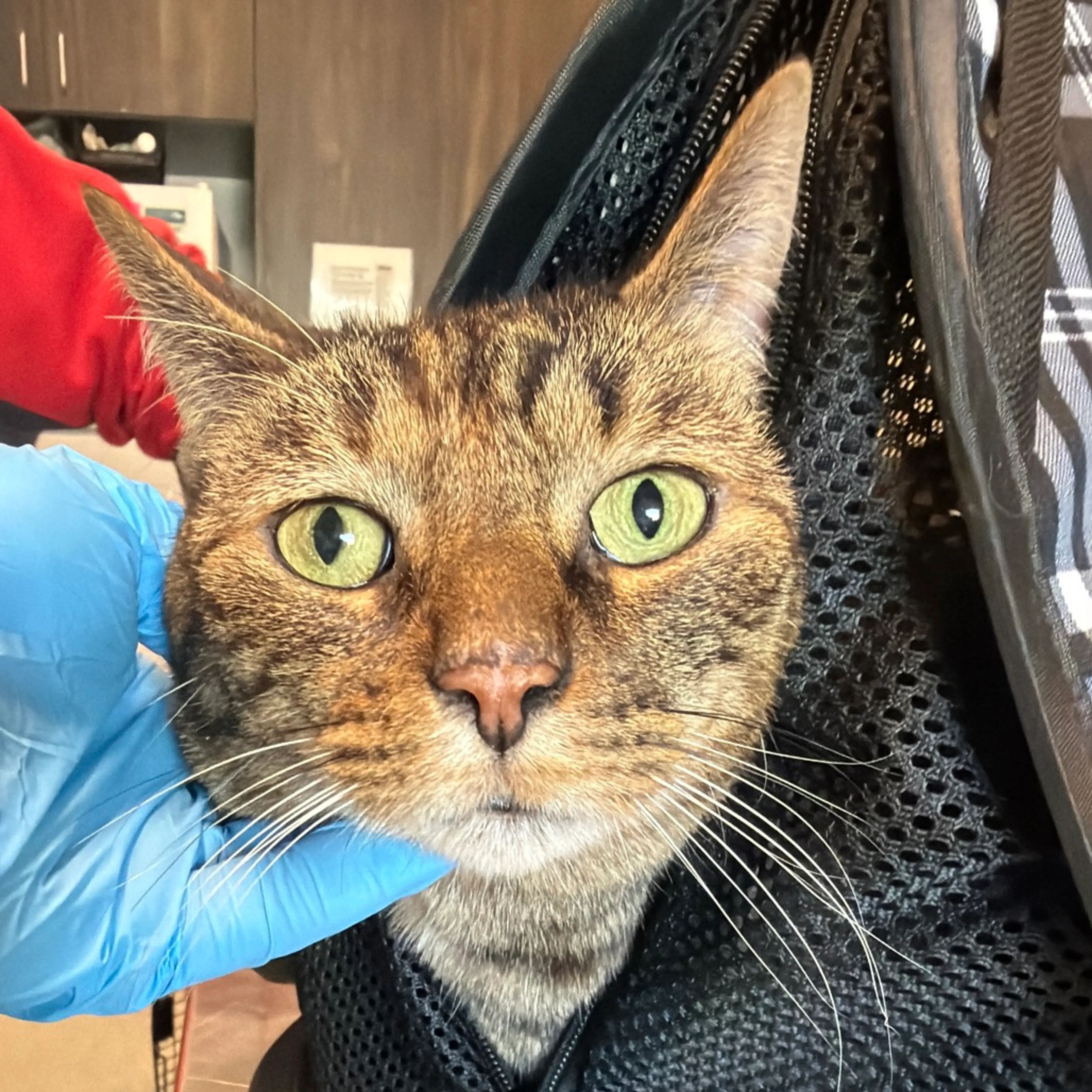 Found pet