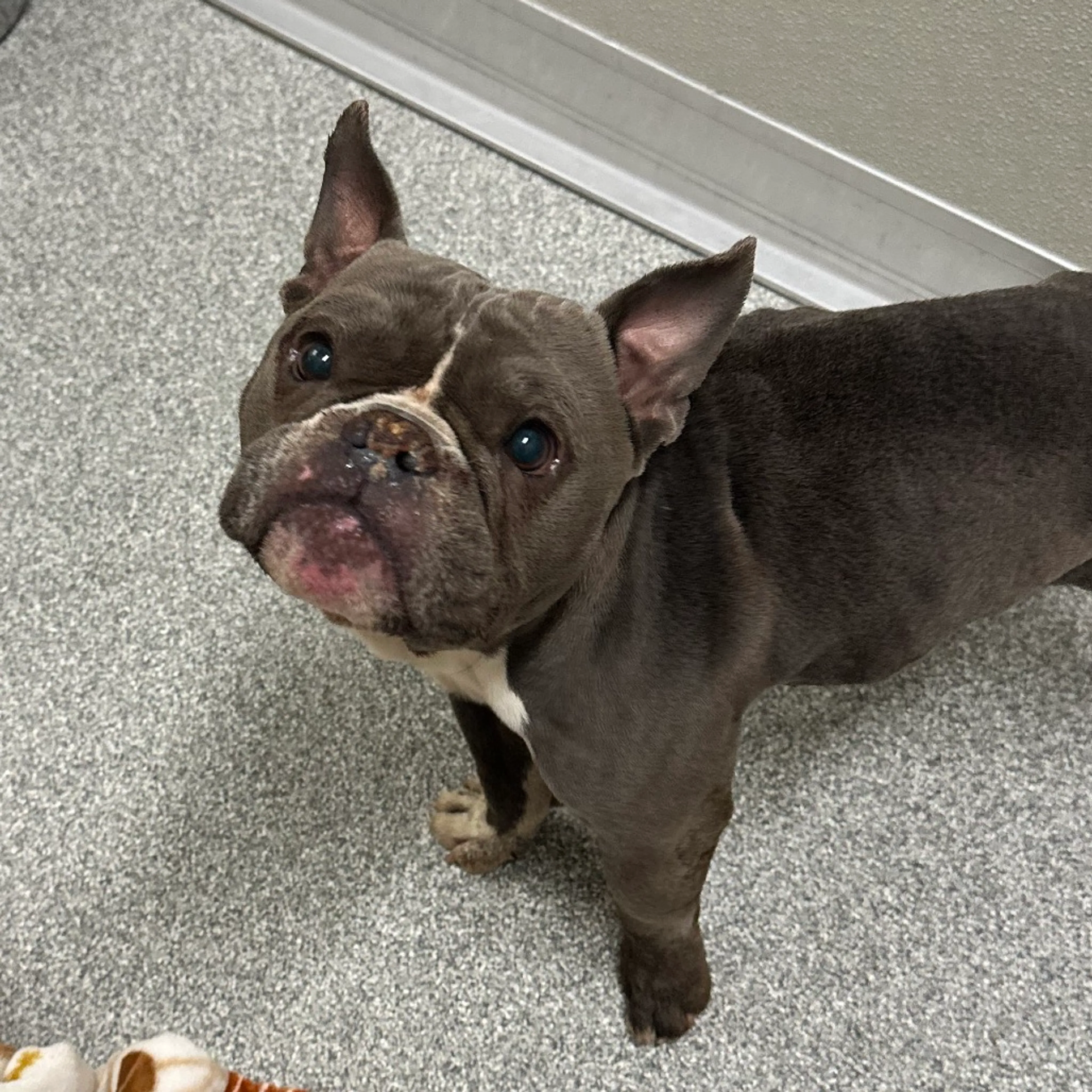 Found pet