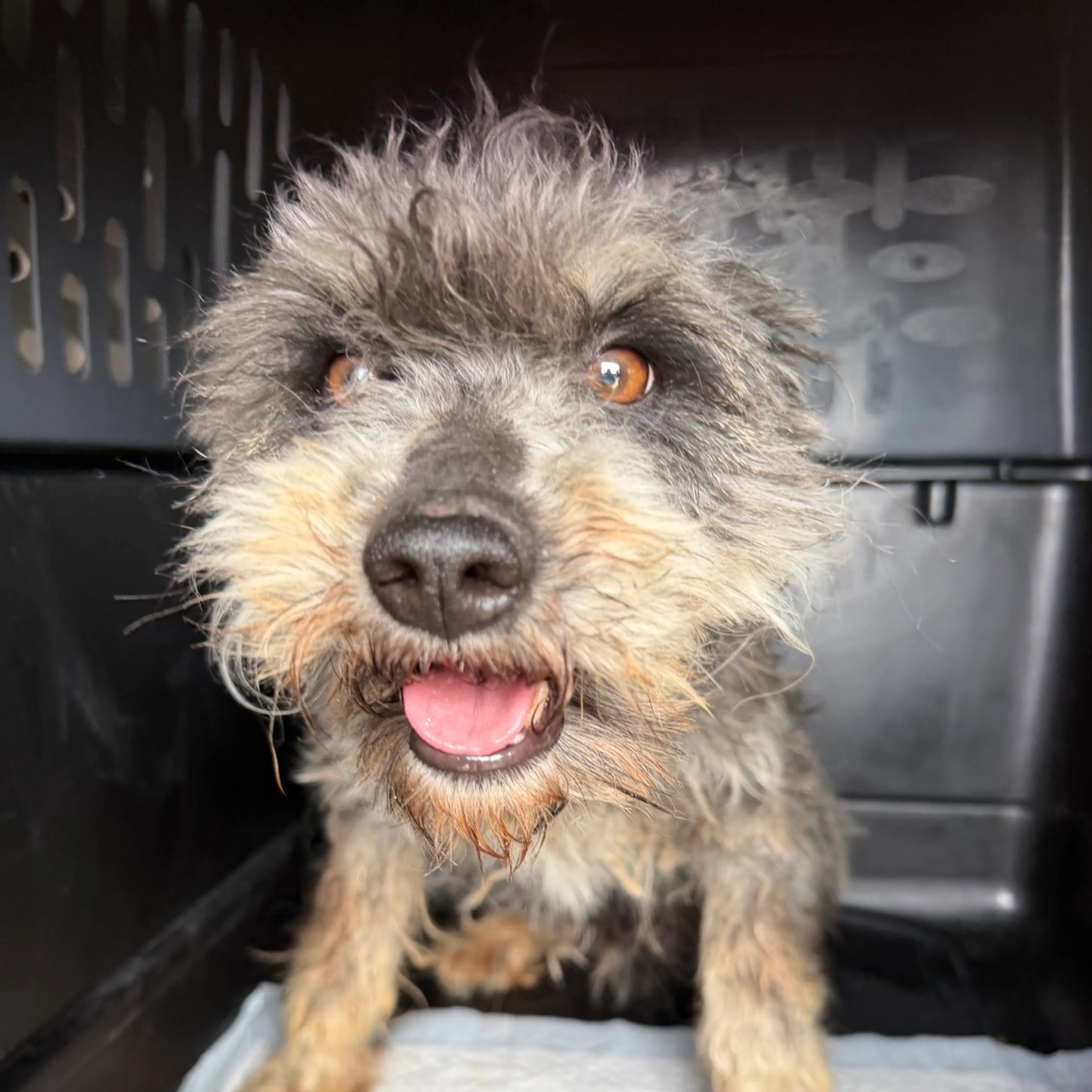 Found pet-1