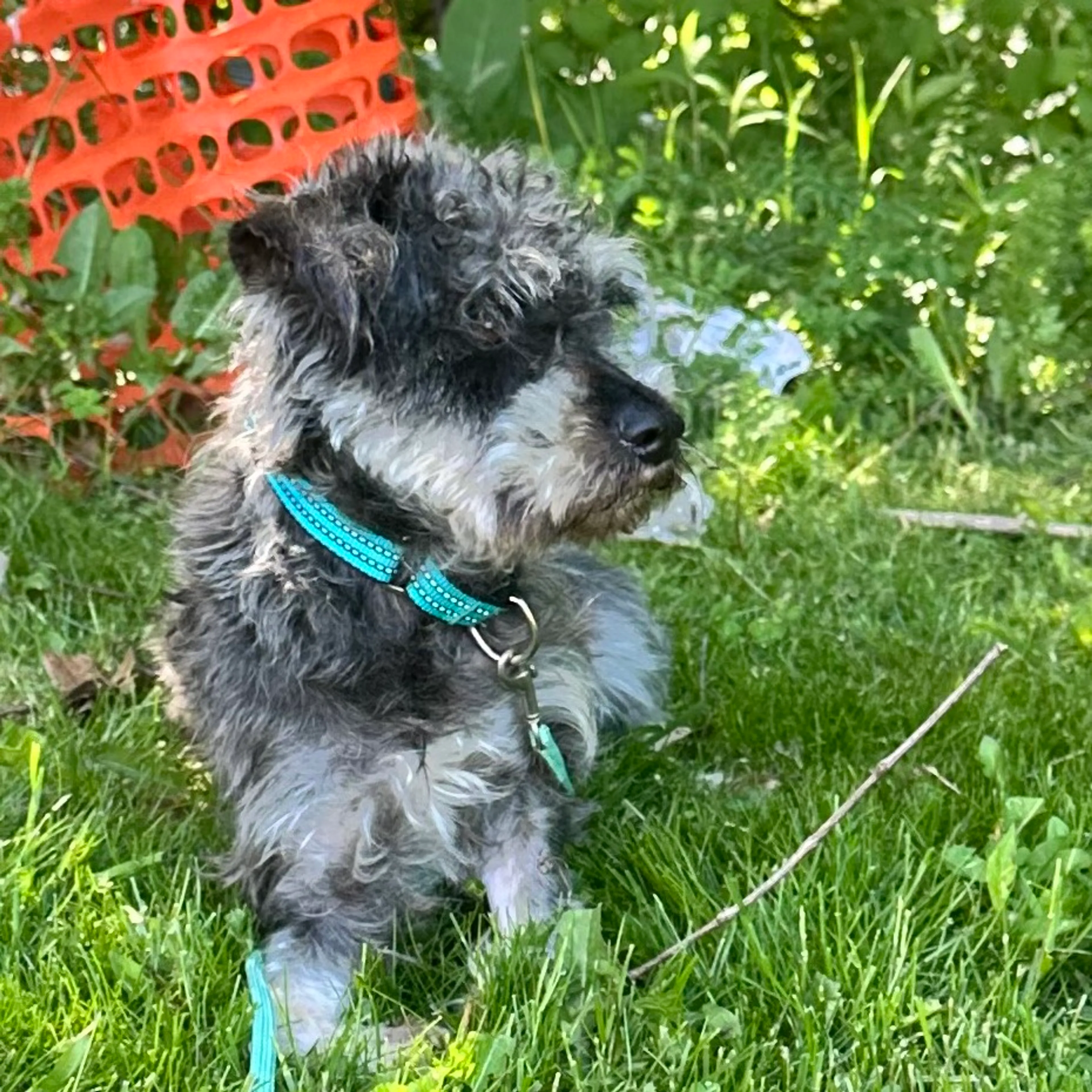 Found pet-2