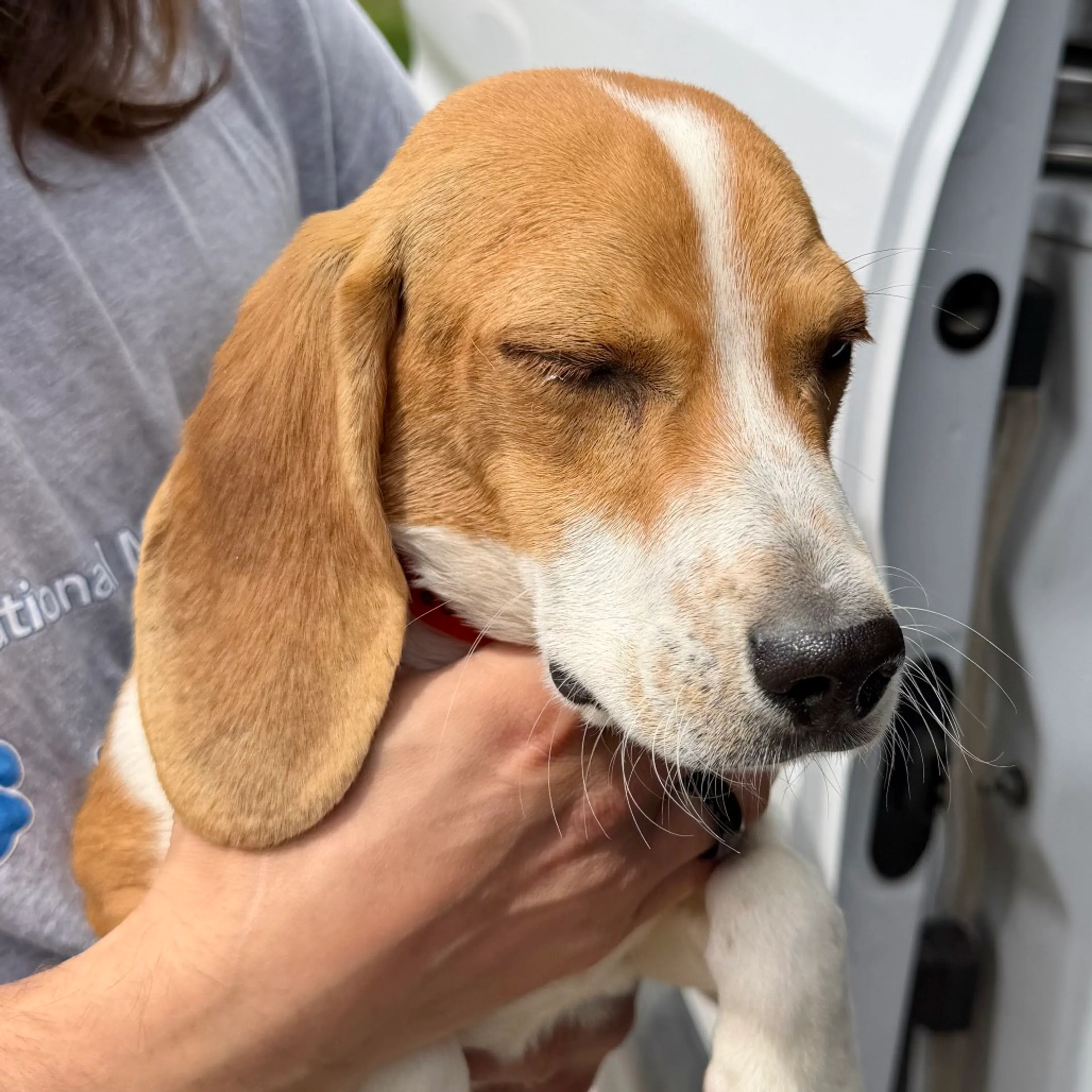 Found pet-1