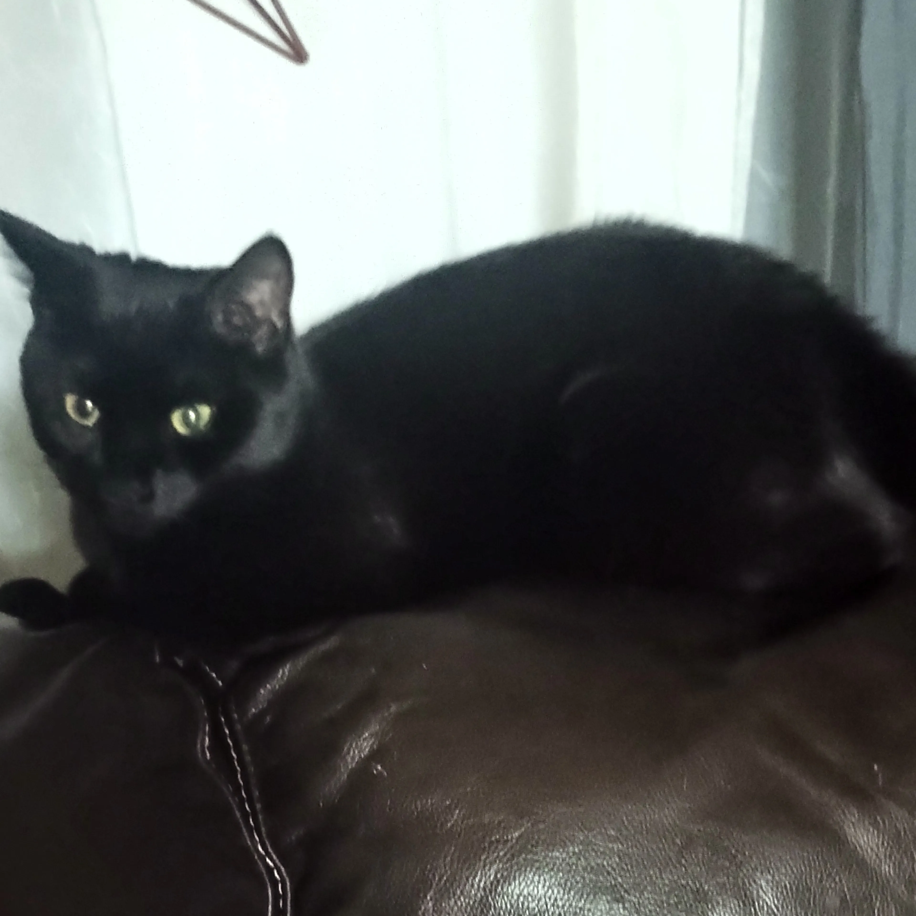 Found pet-1