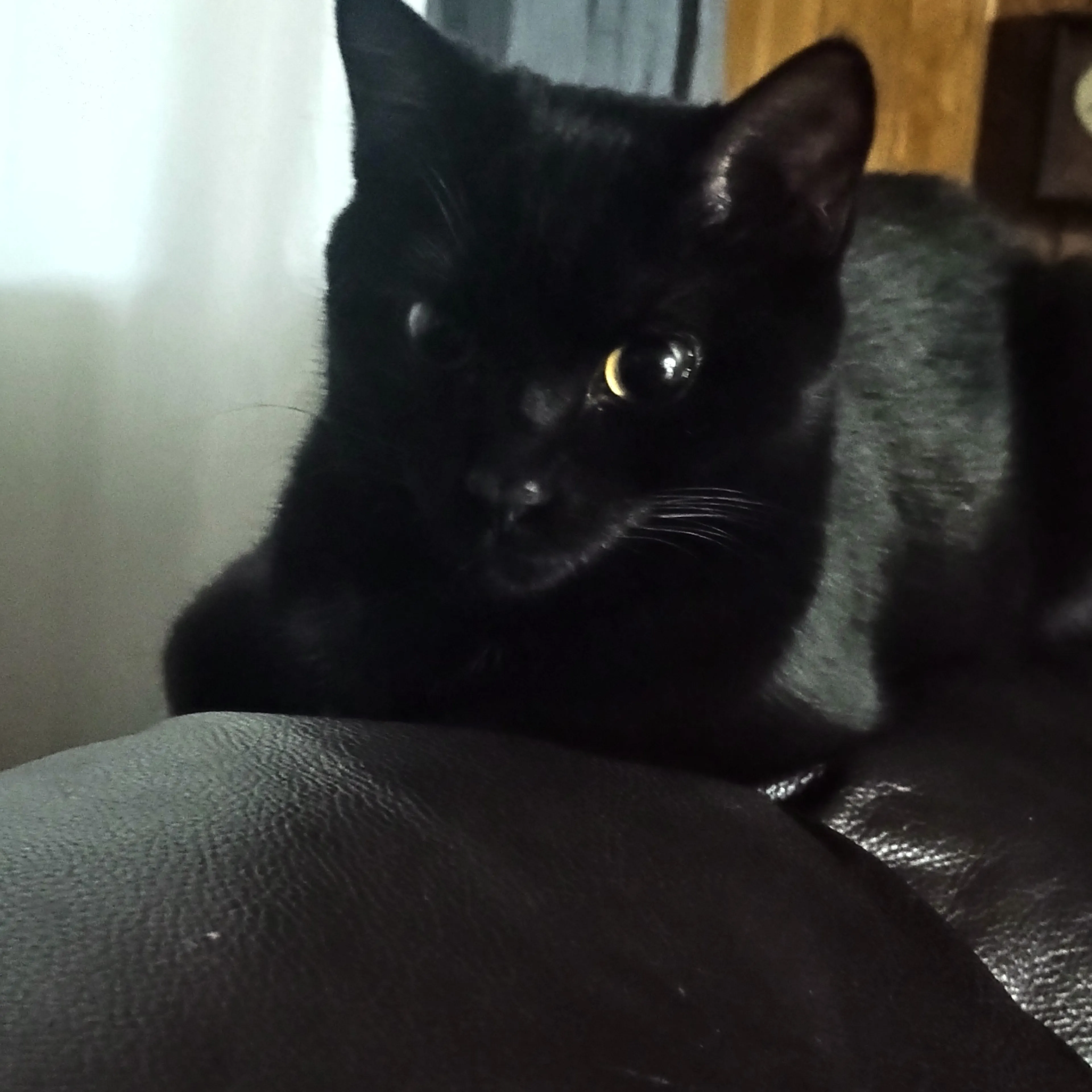 Found pet-2