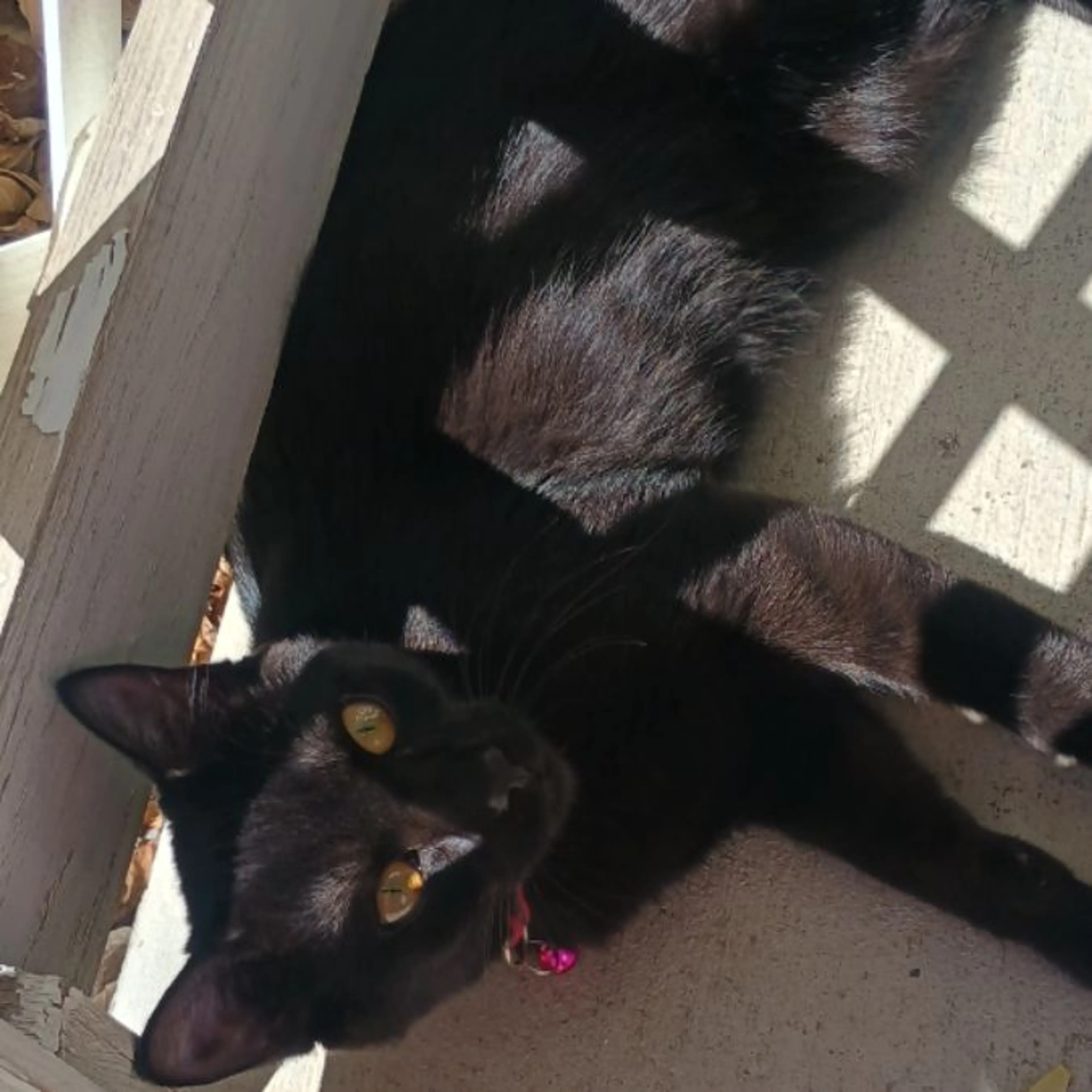 Found pet-0