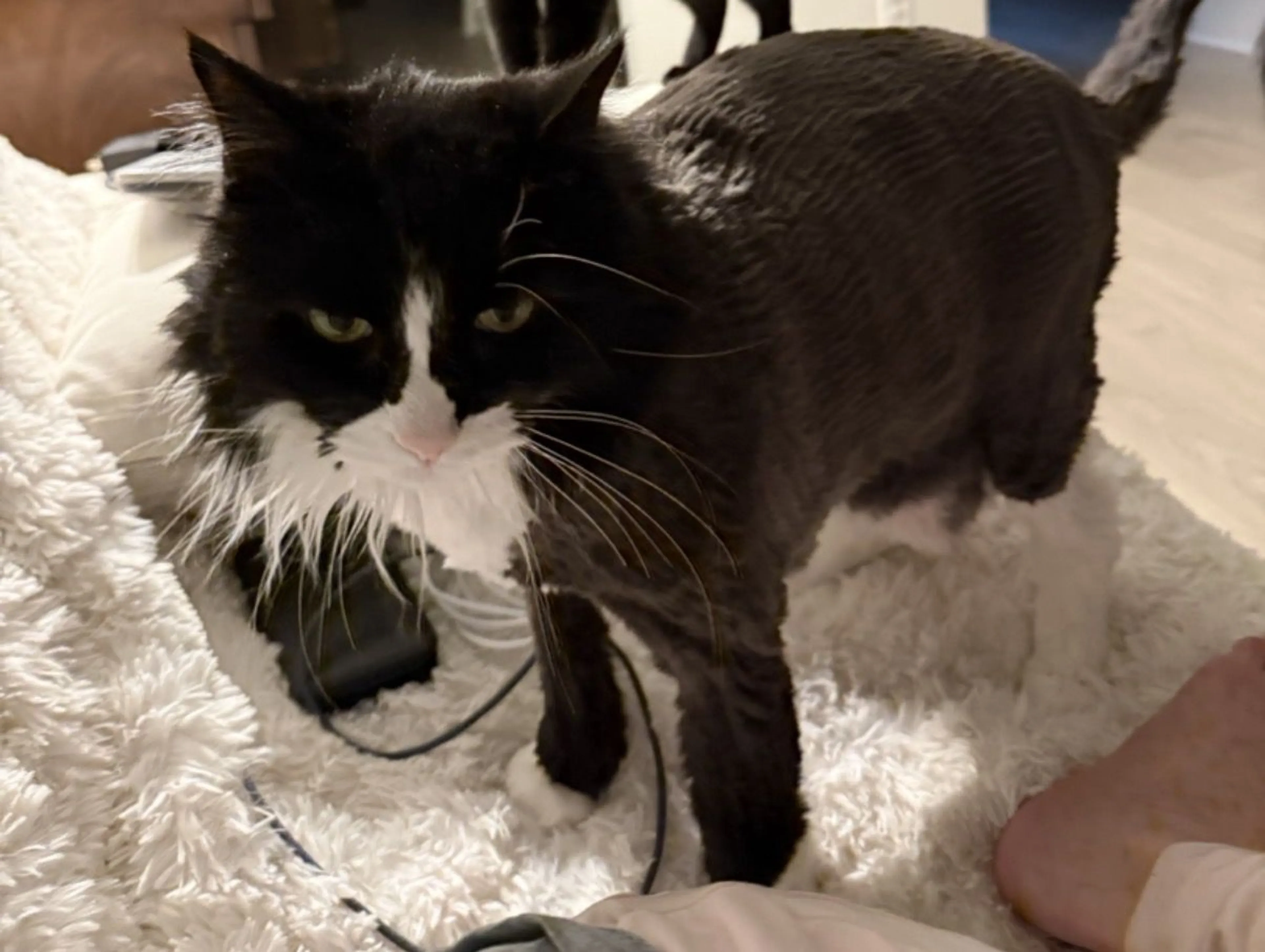Lost pet-2