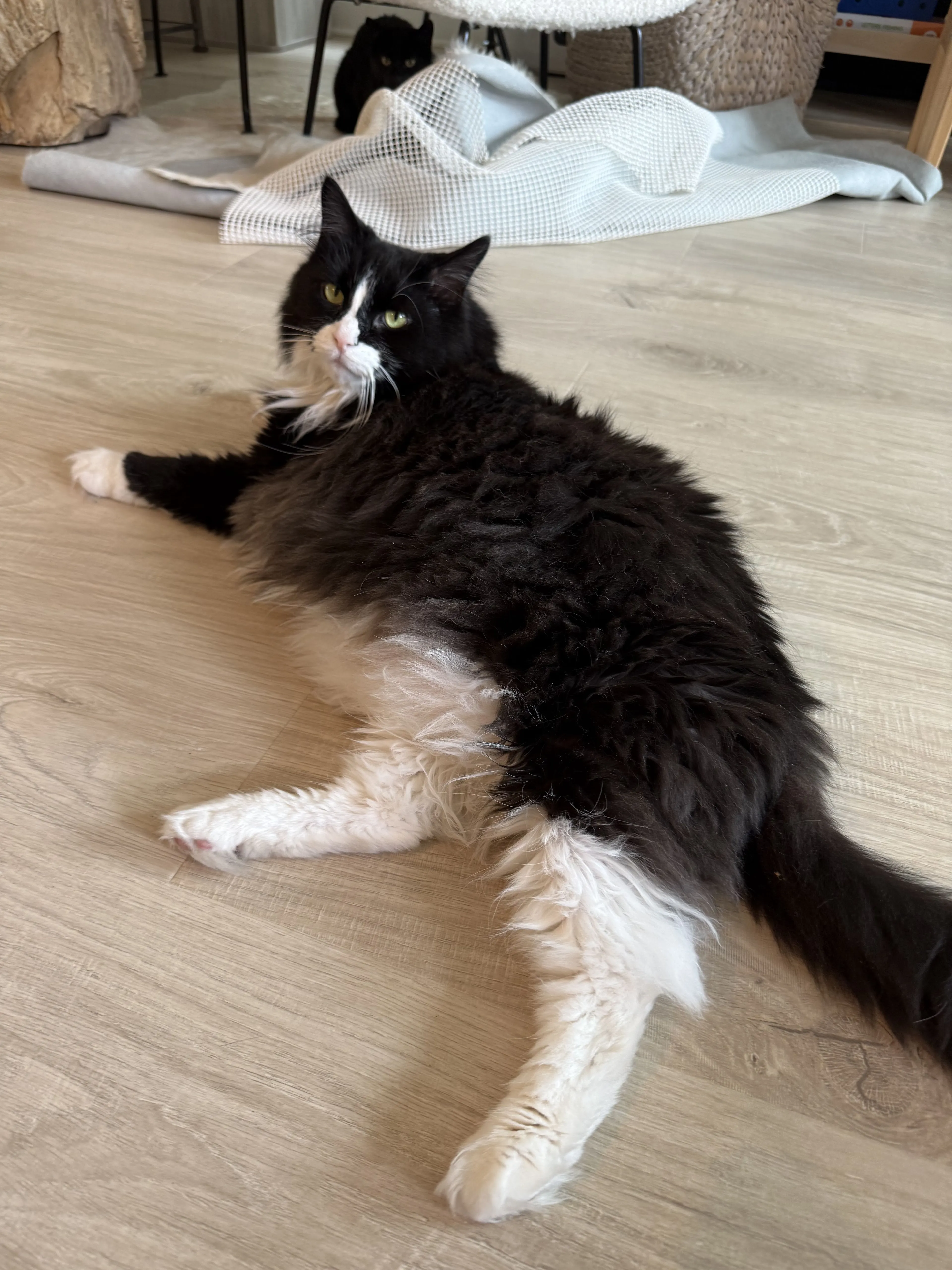 Lost pet-1