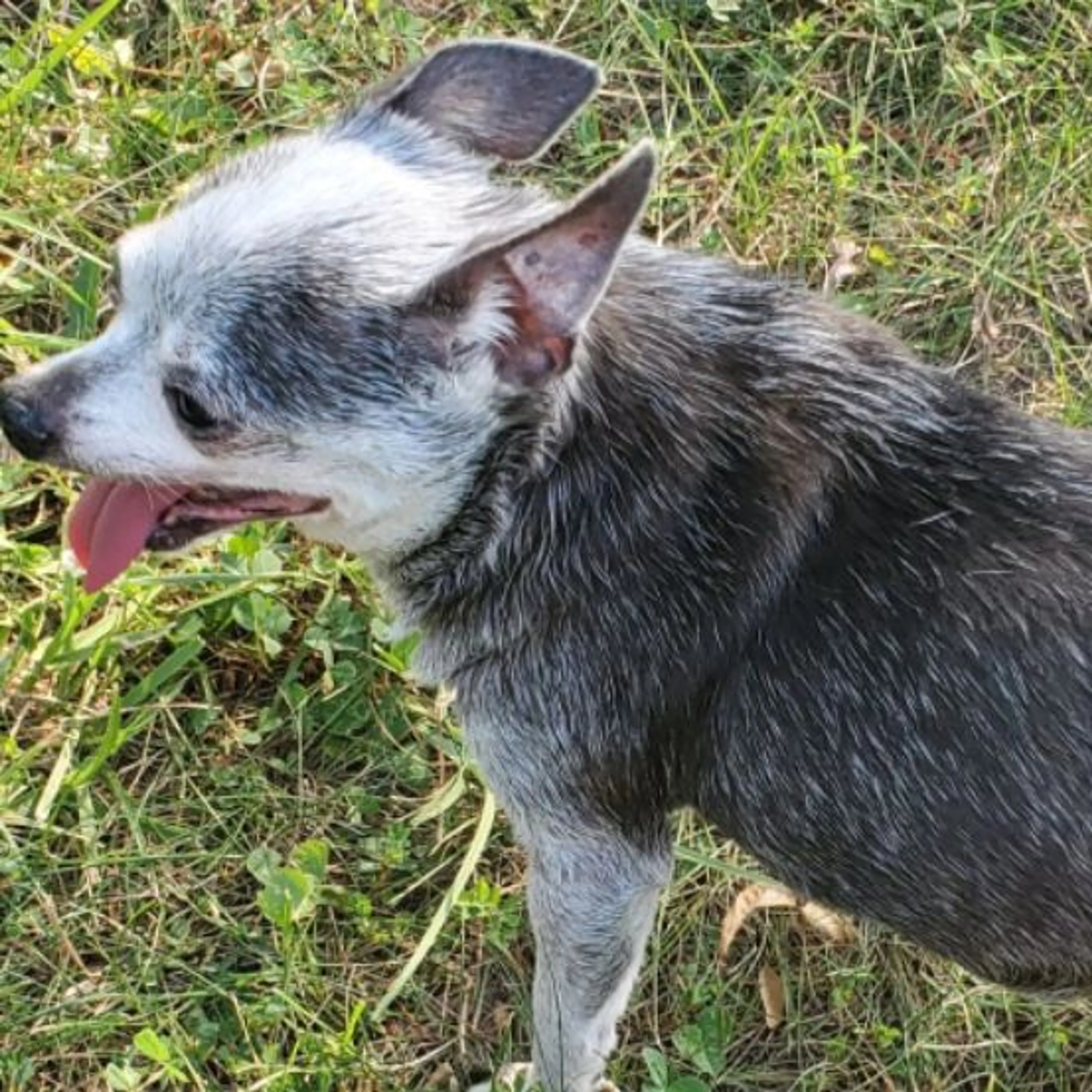 Lost pet