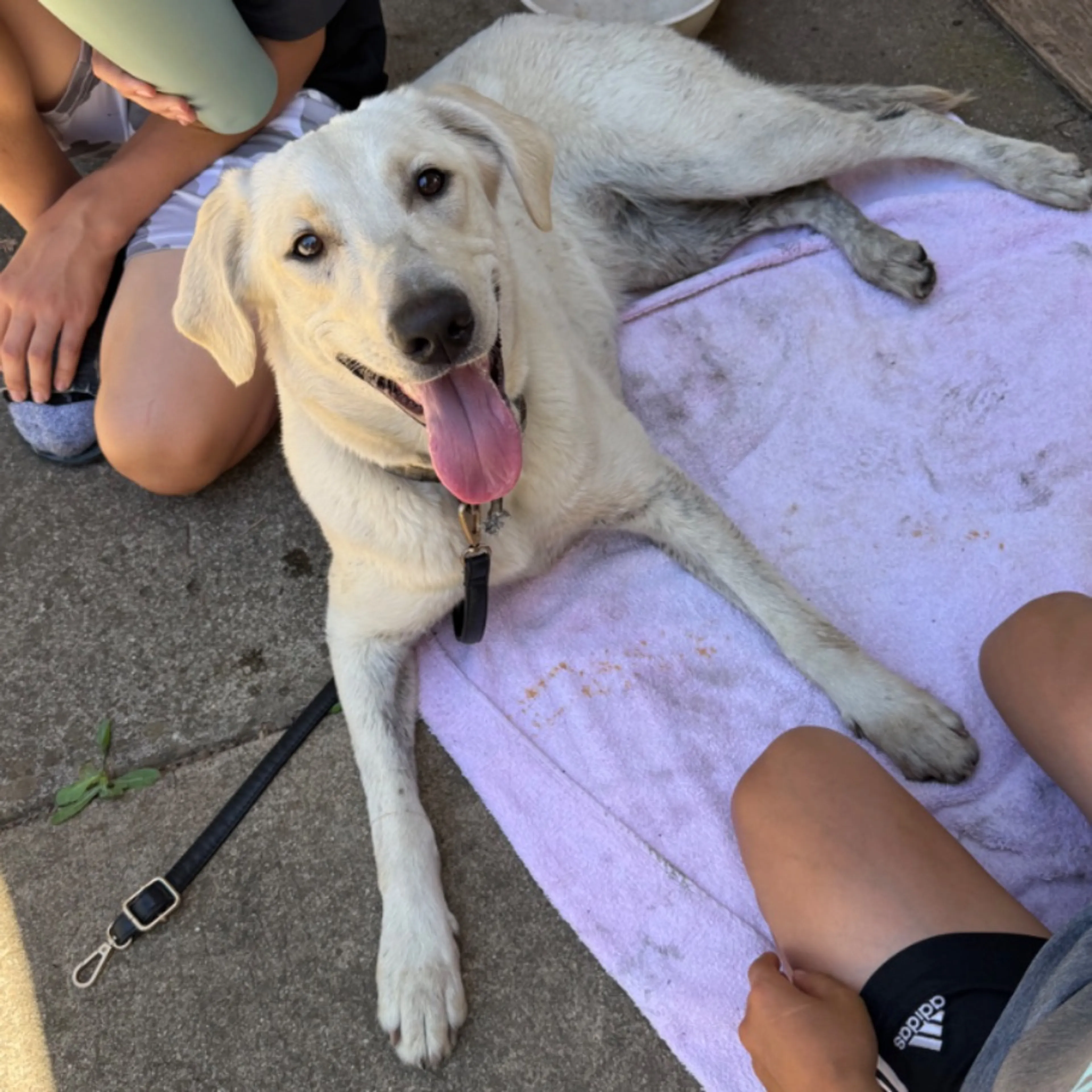 Found pet