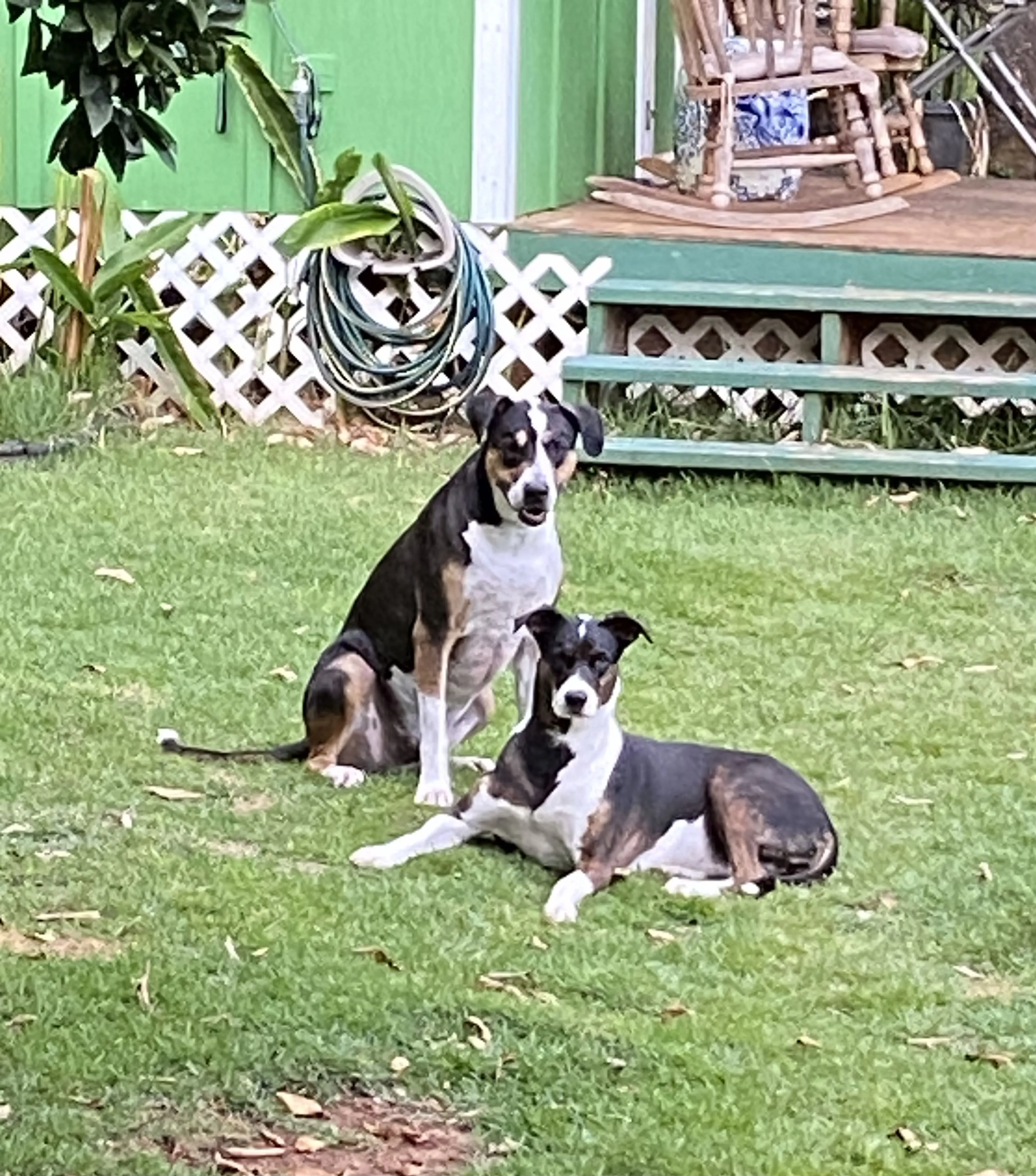 Lost pet-1