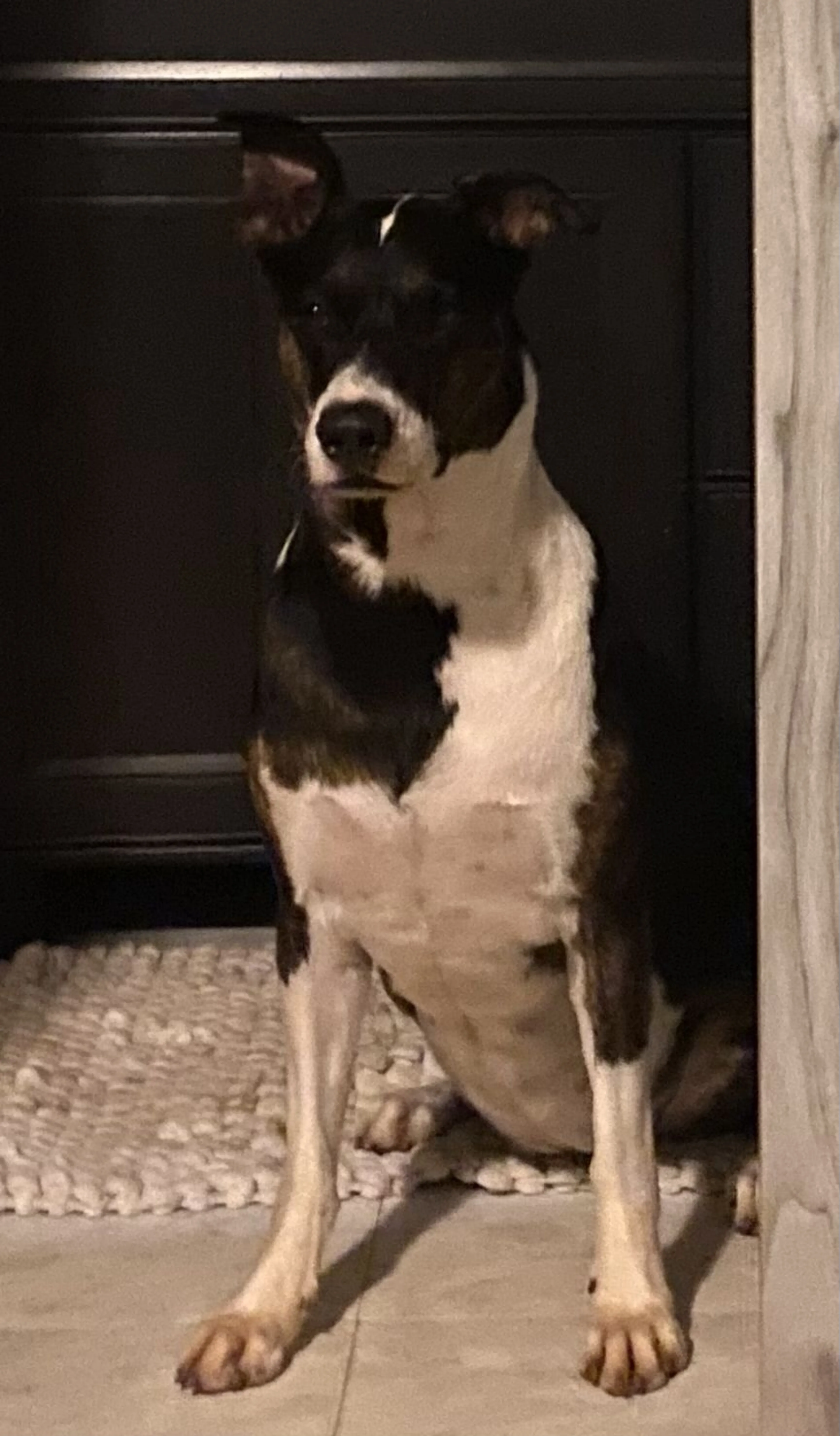 Lost pet-2