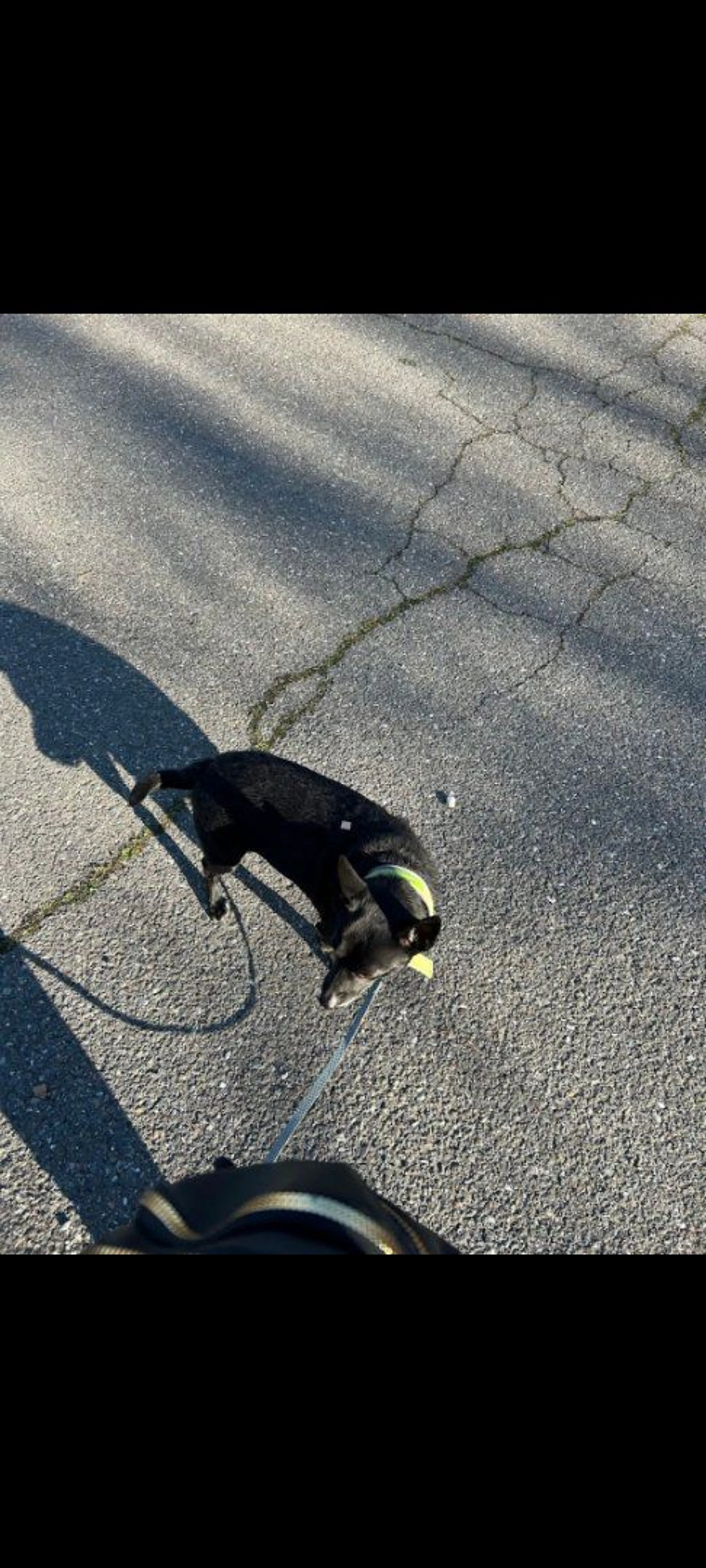 Lost pet-0