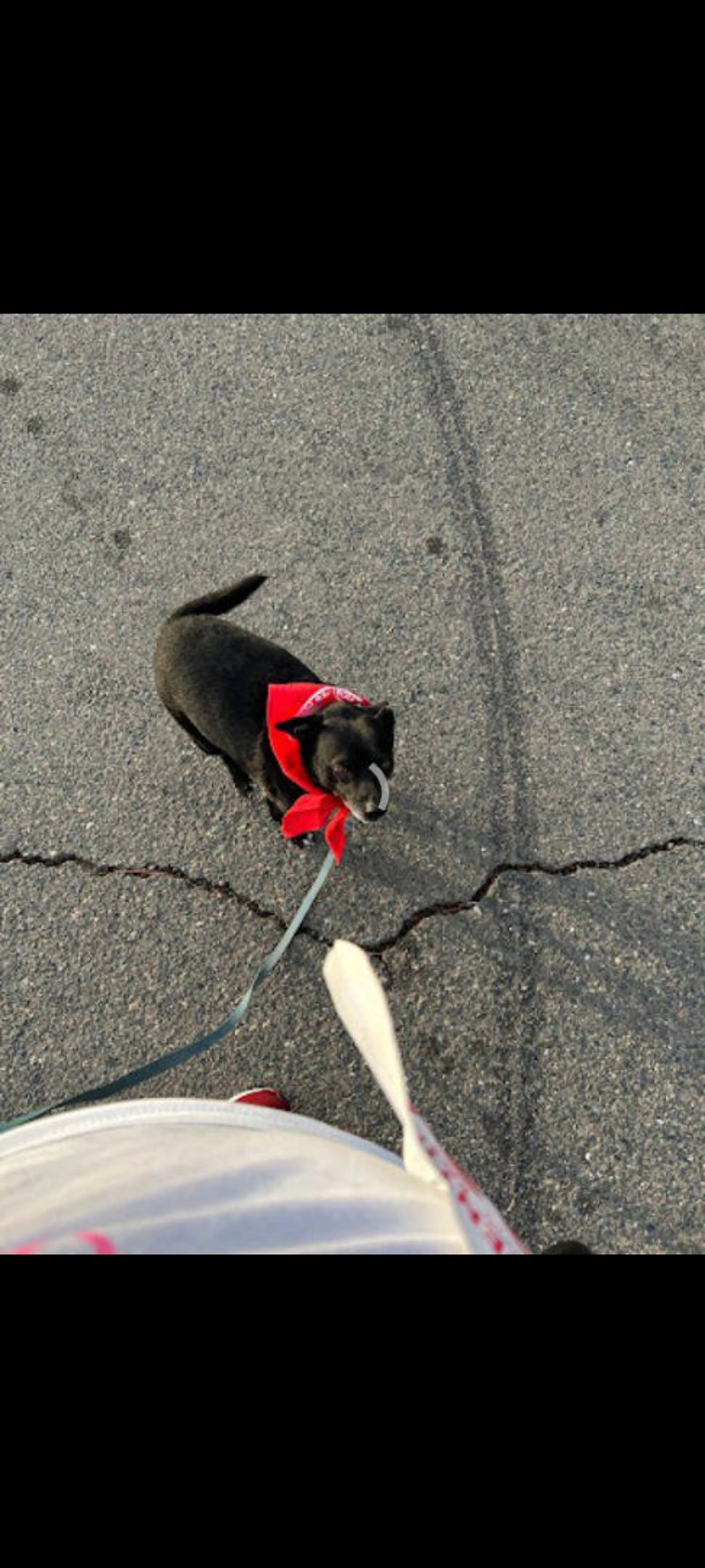 Lost pet-1