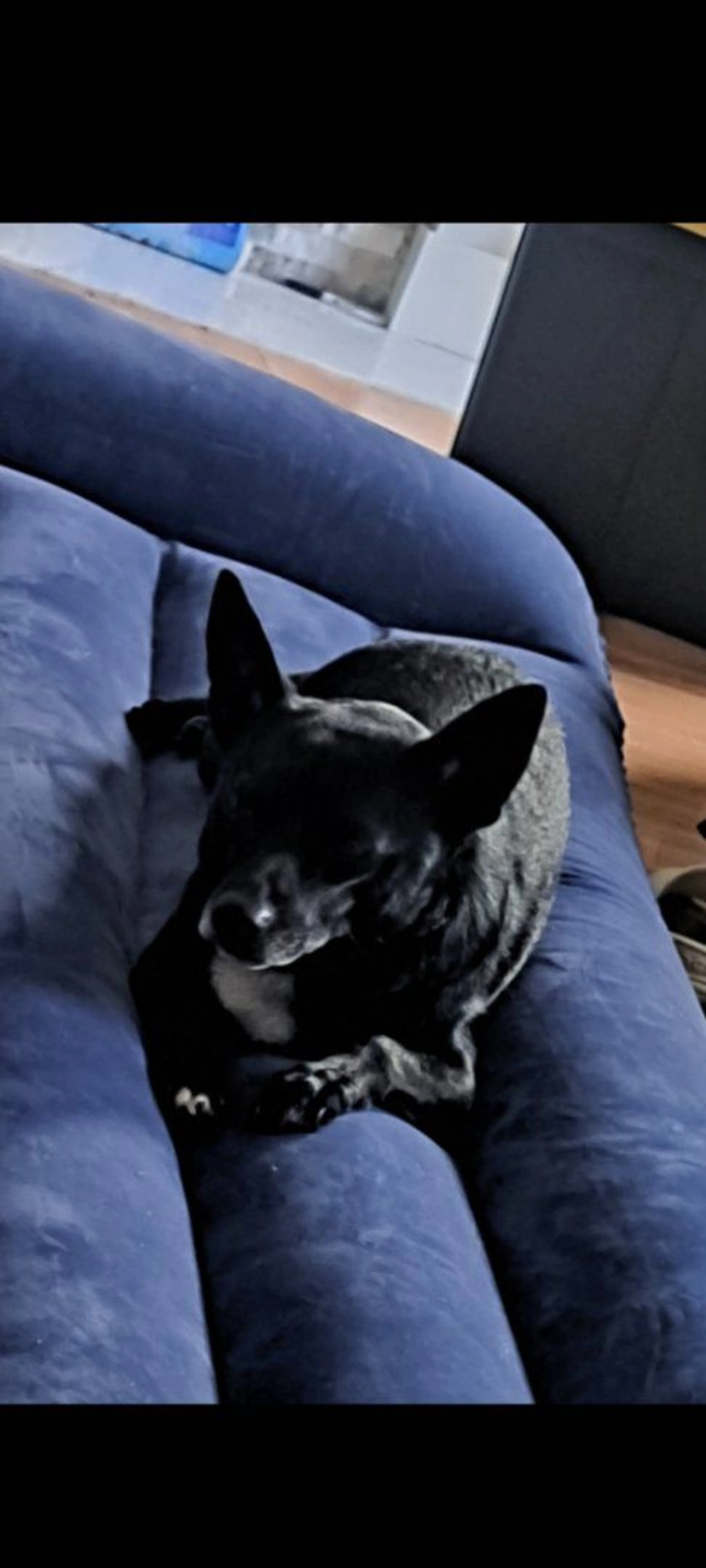 Lost pet-3