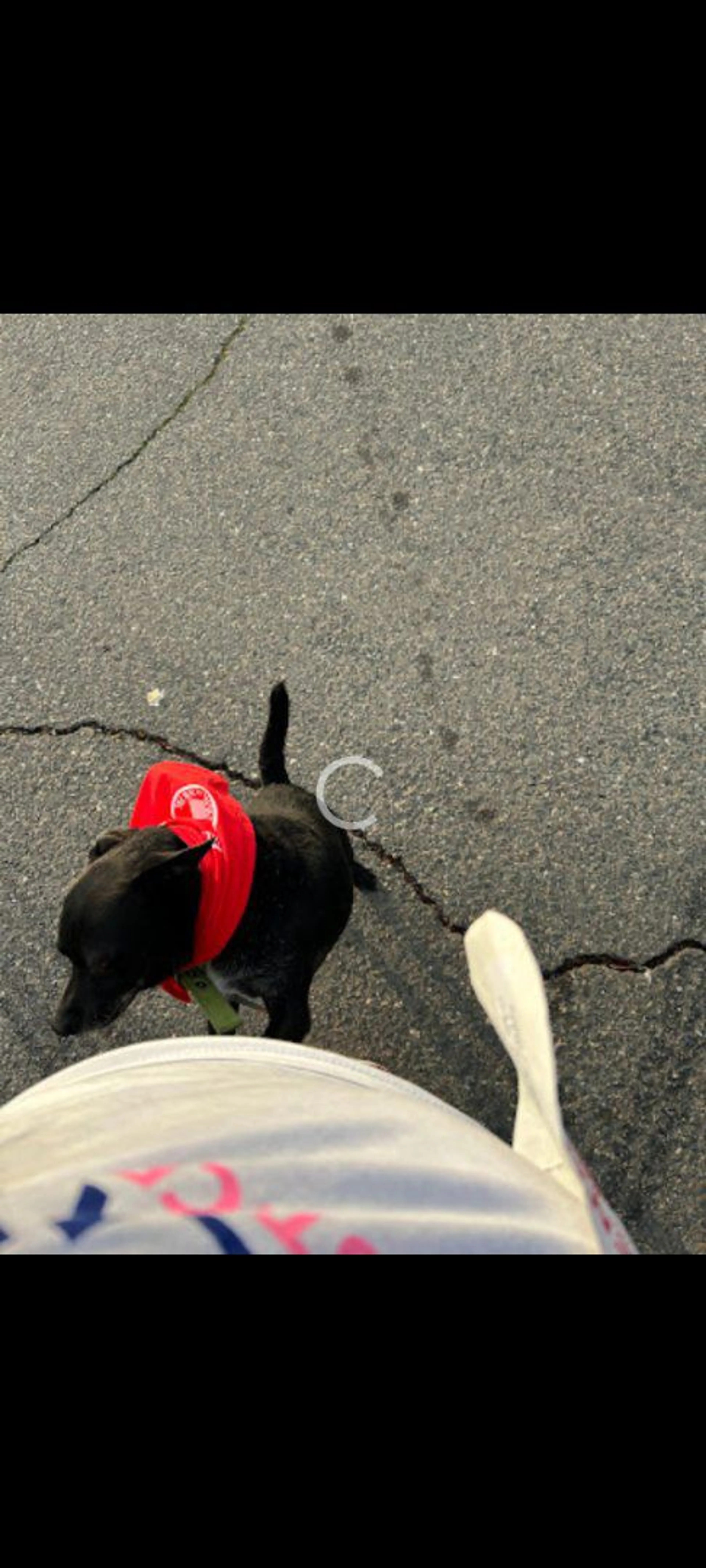 Lost pet-2