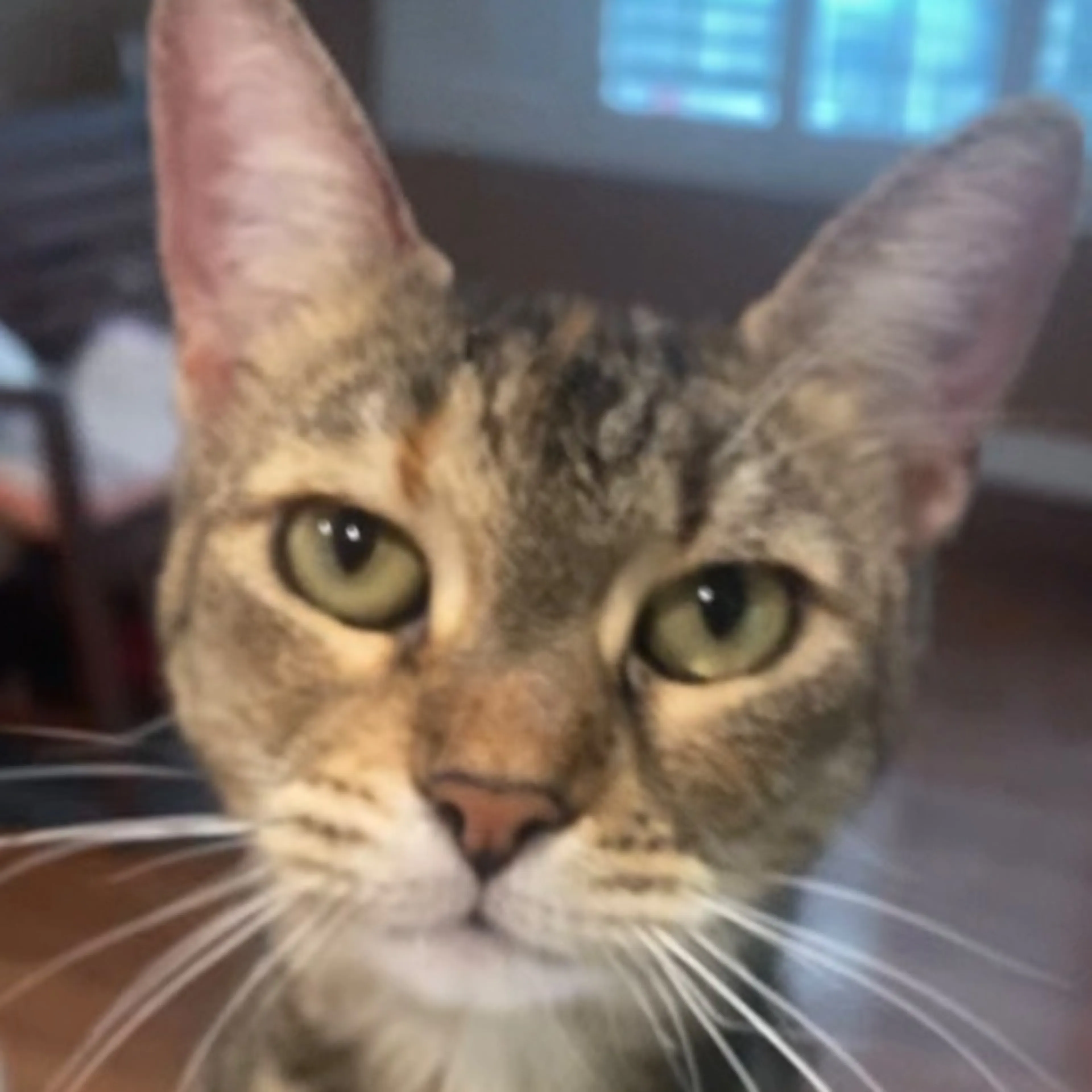 Lost pet