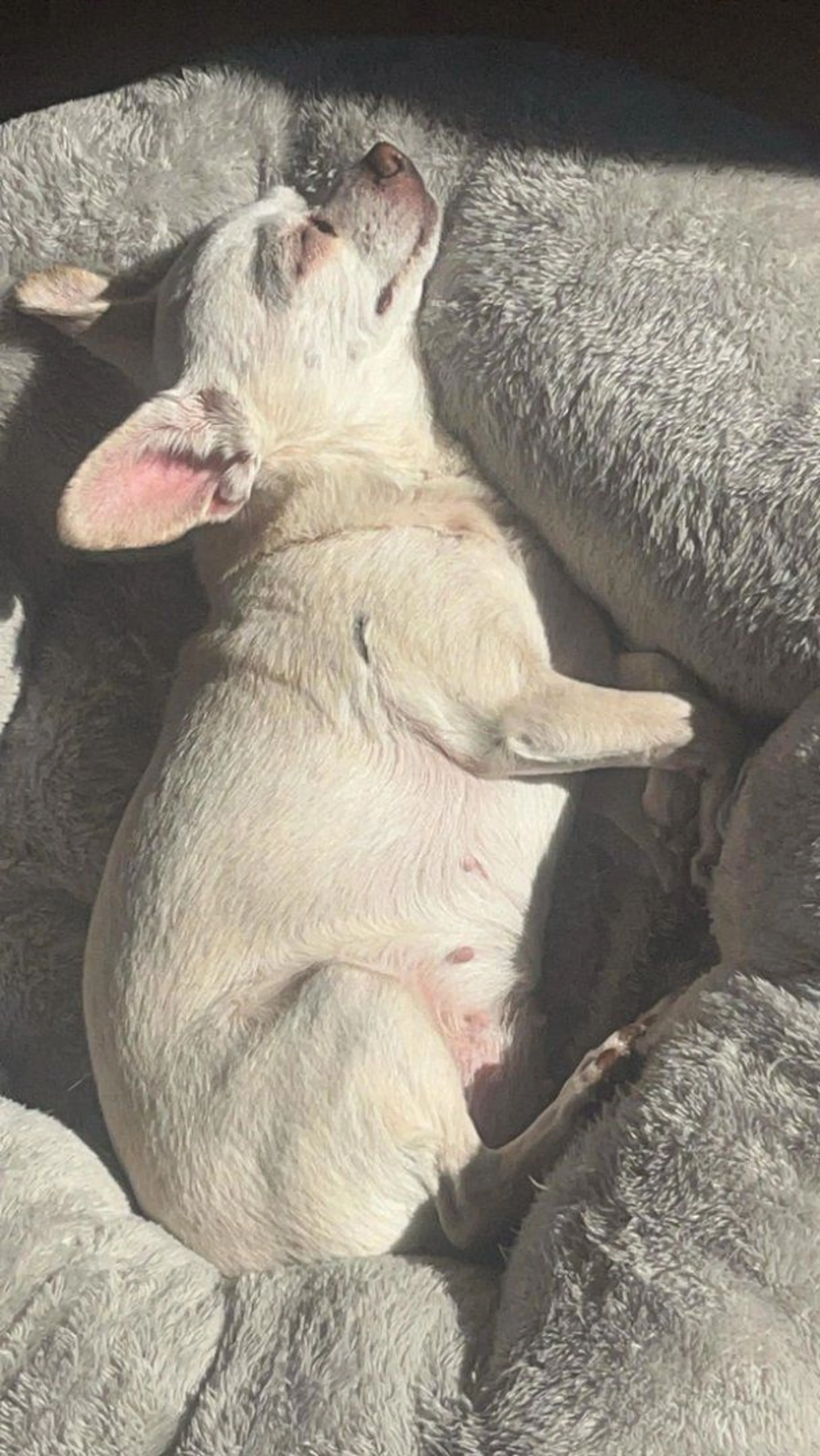 Lost pet-3