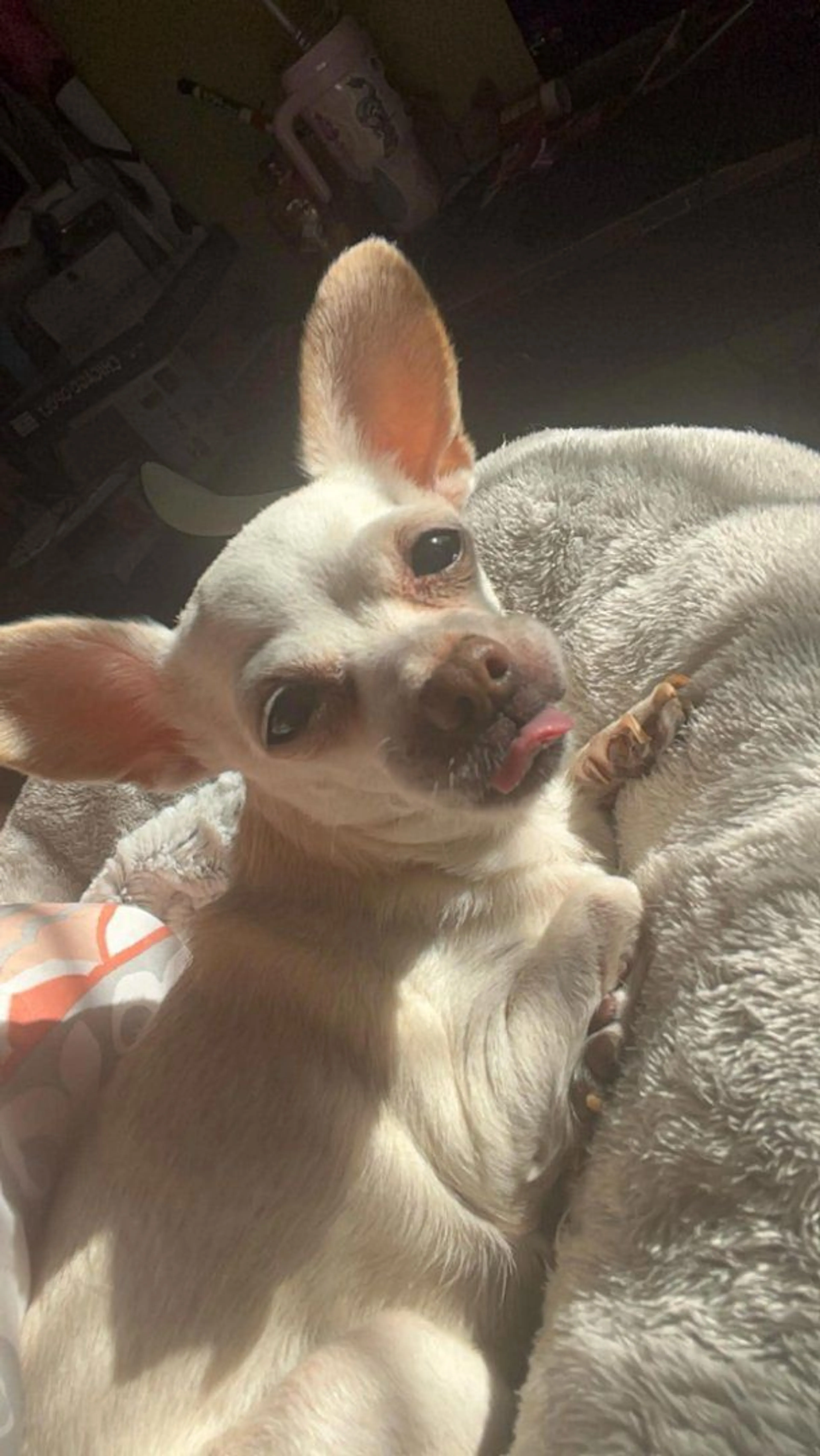 Lost pet-2