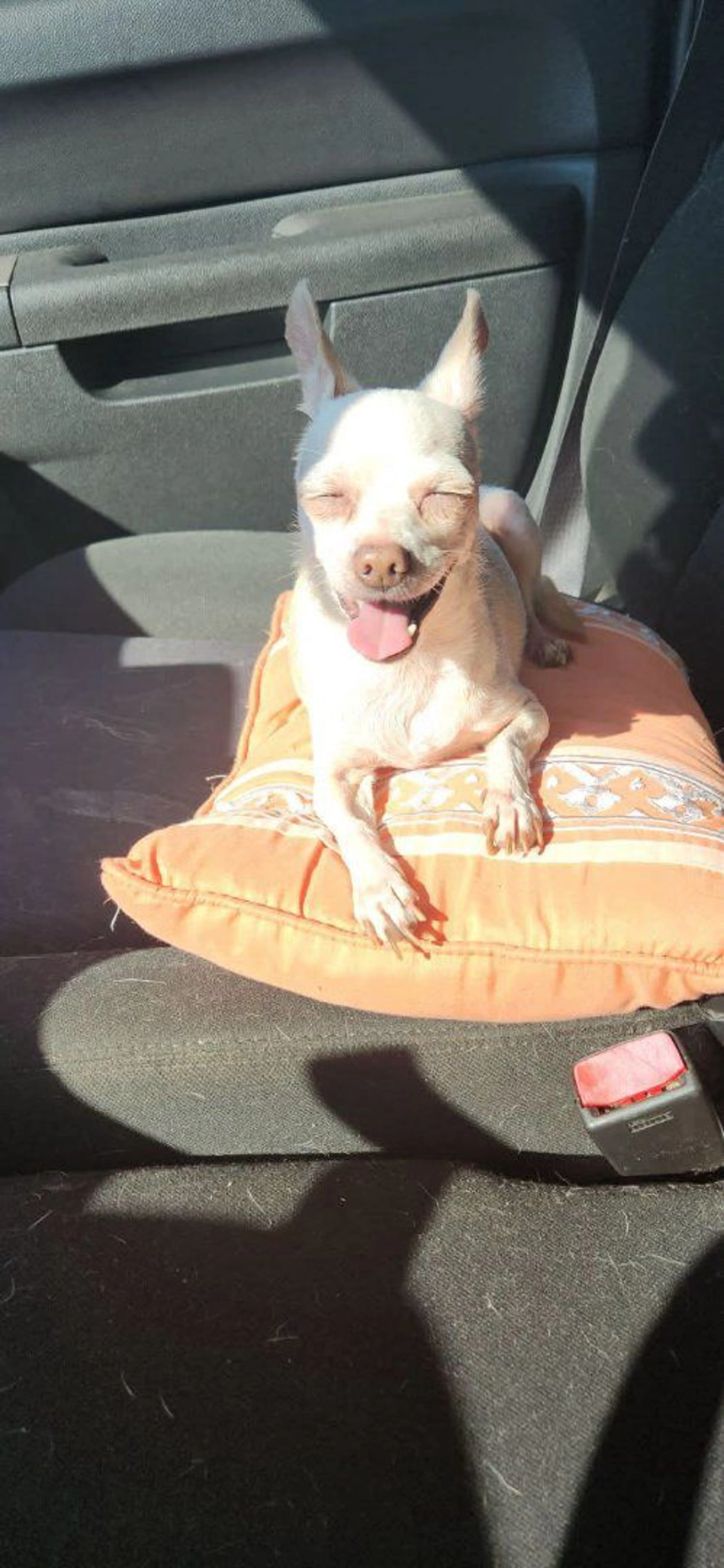 Lost pet-1