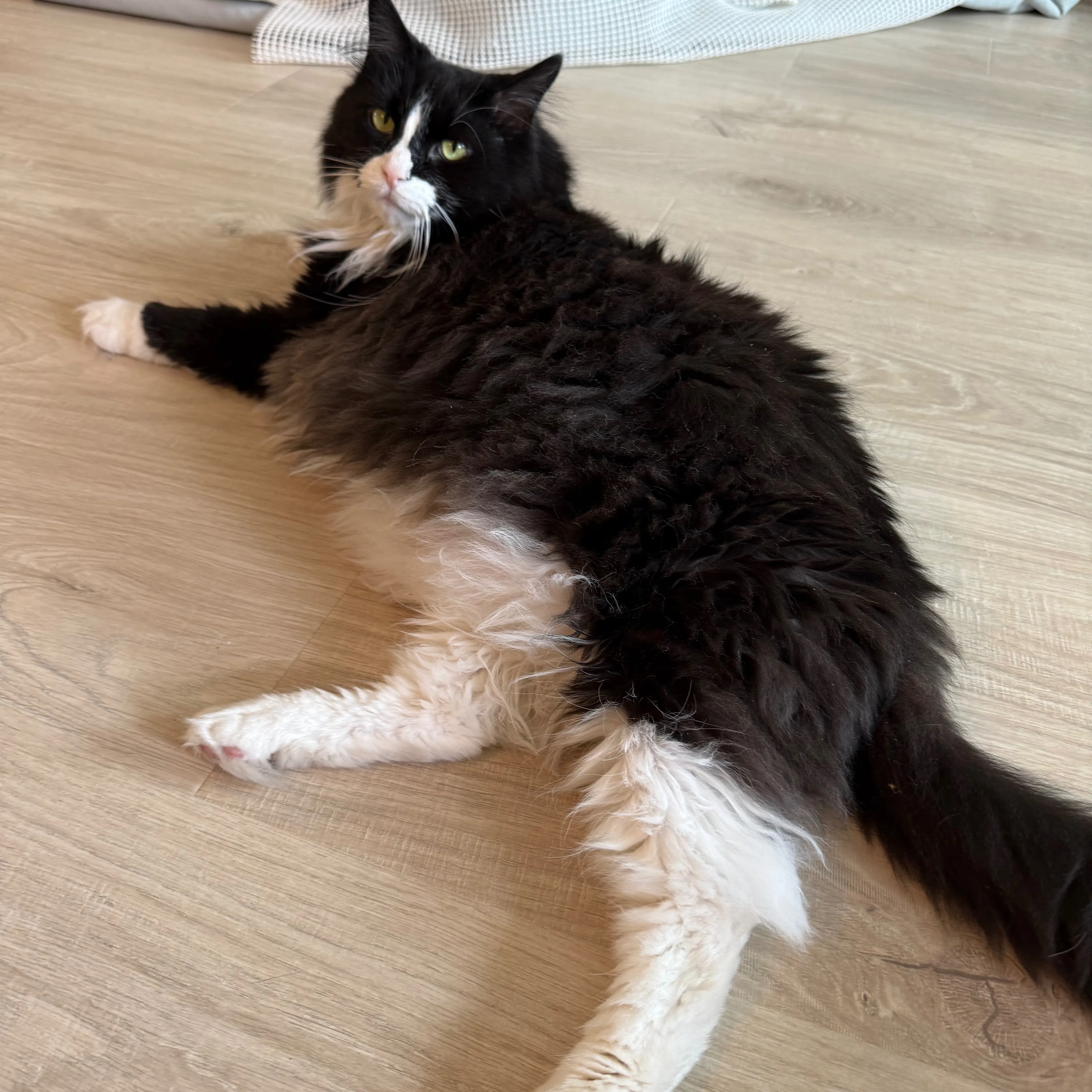 Lost pet-2