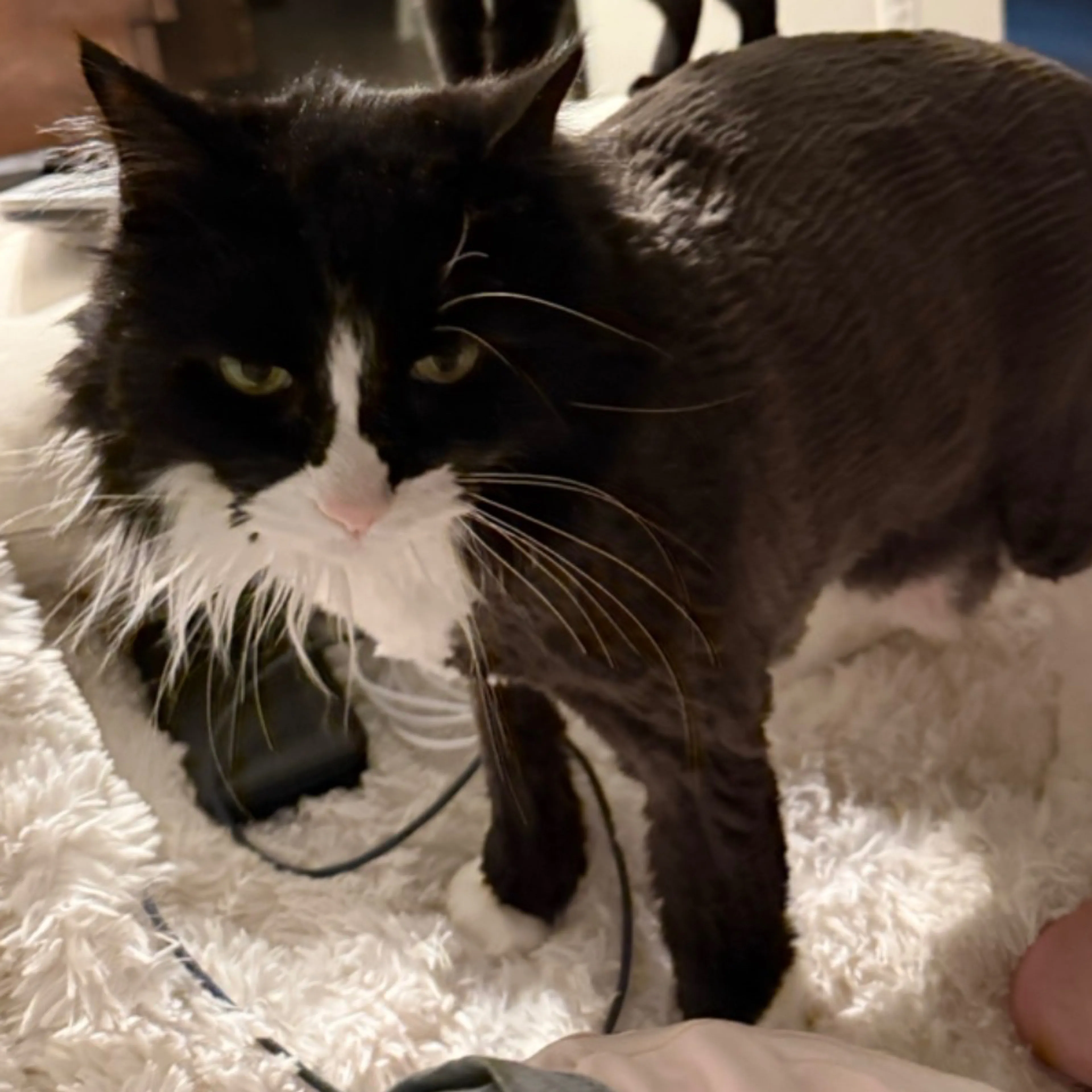 Lost pet-1