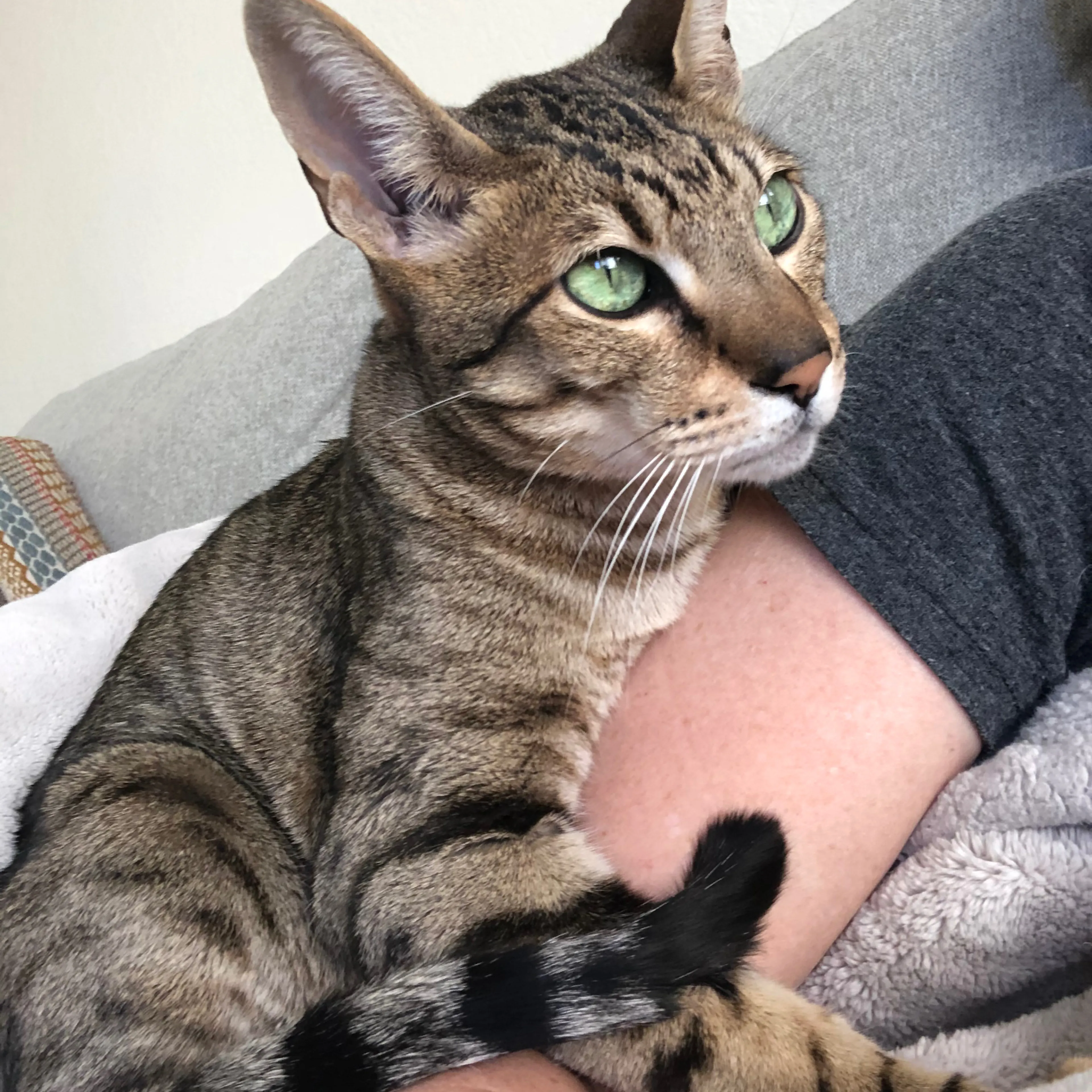 Lost pet-3