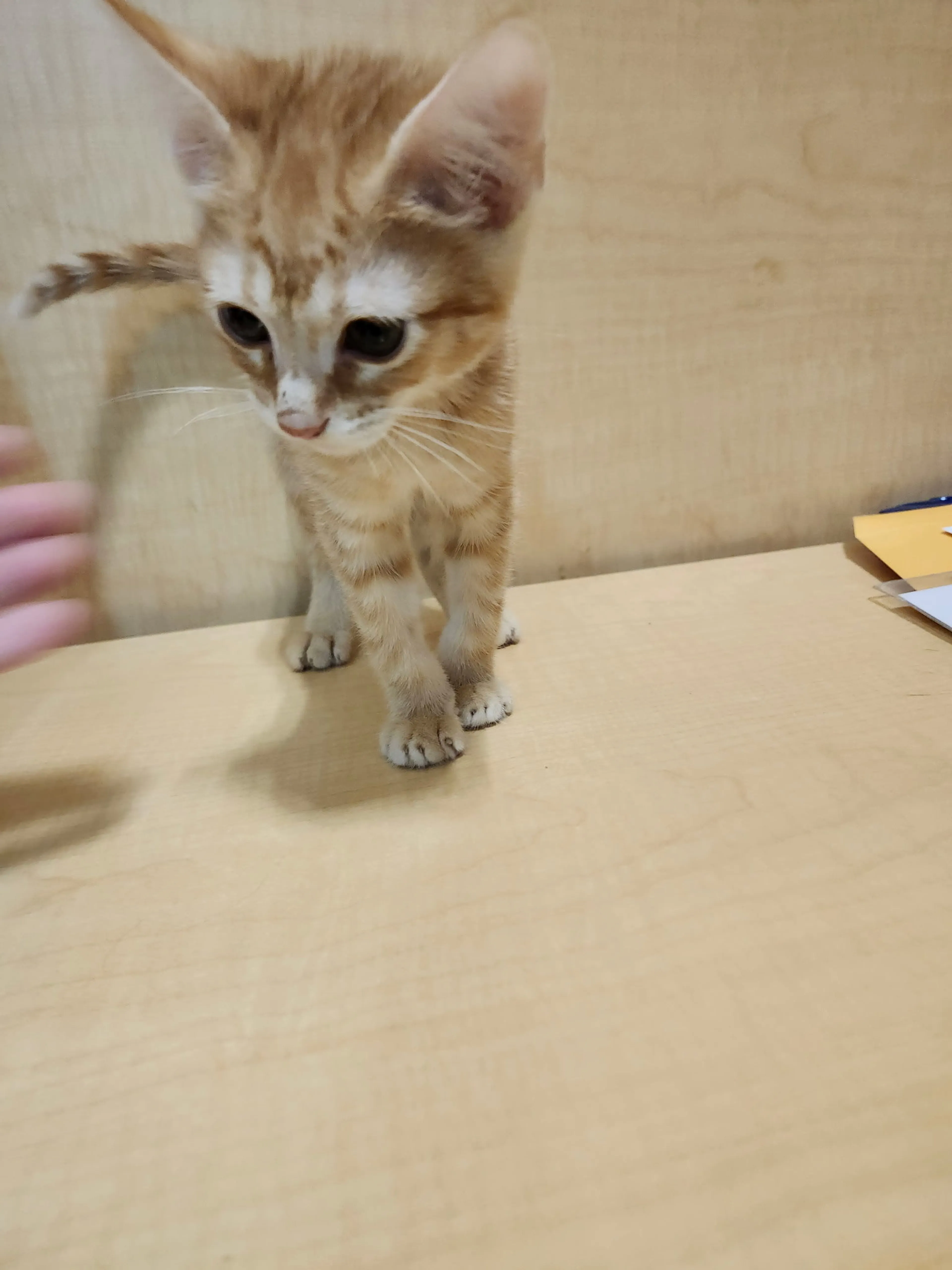 Found pet-2