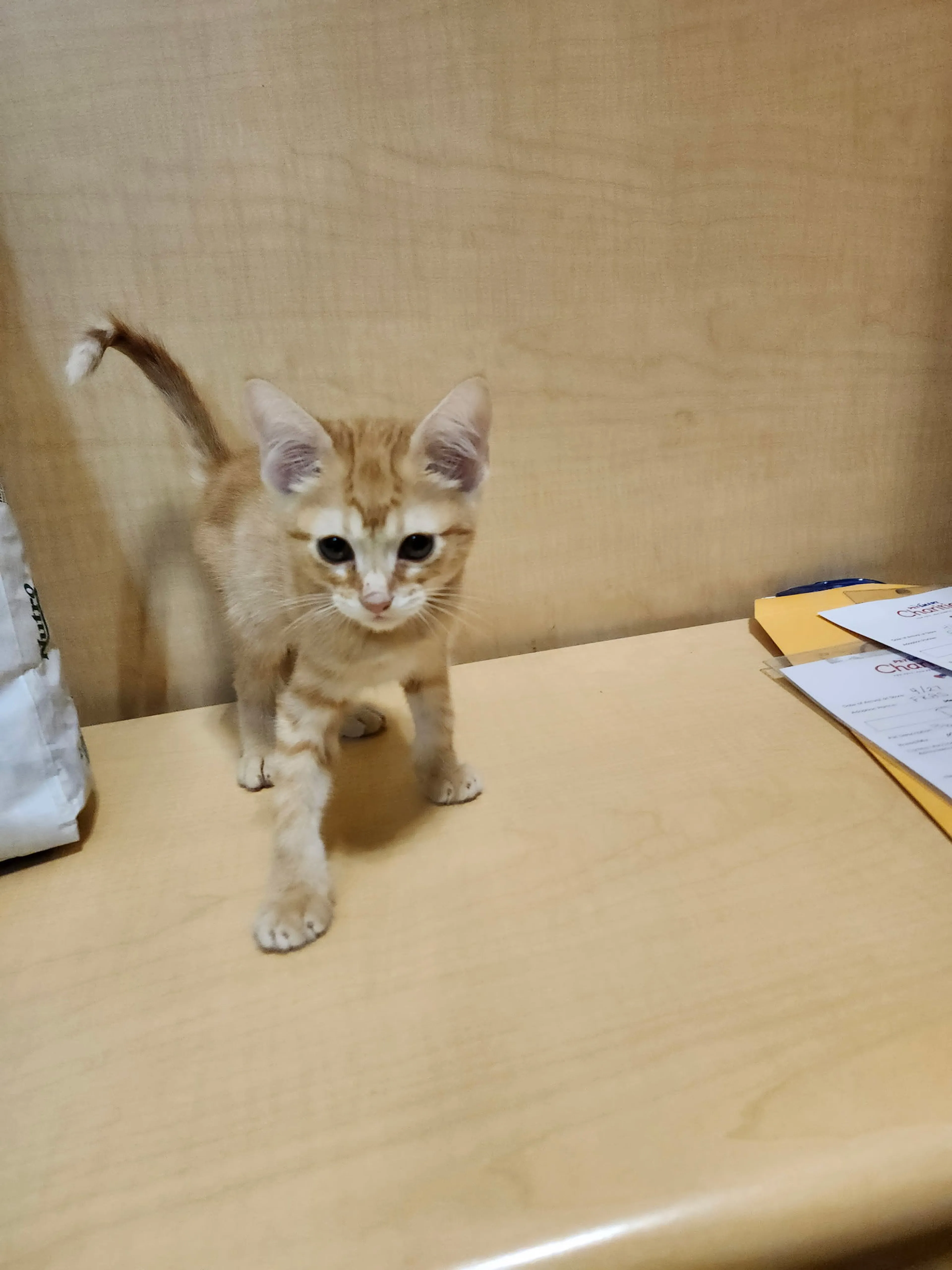 Found pet-1