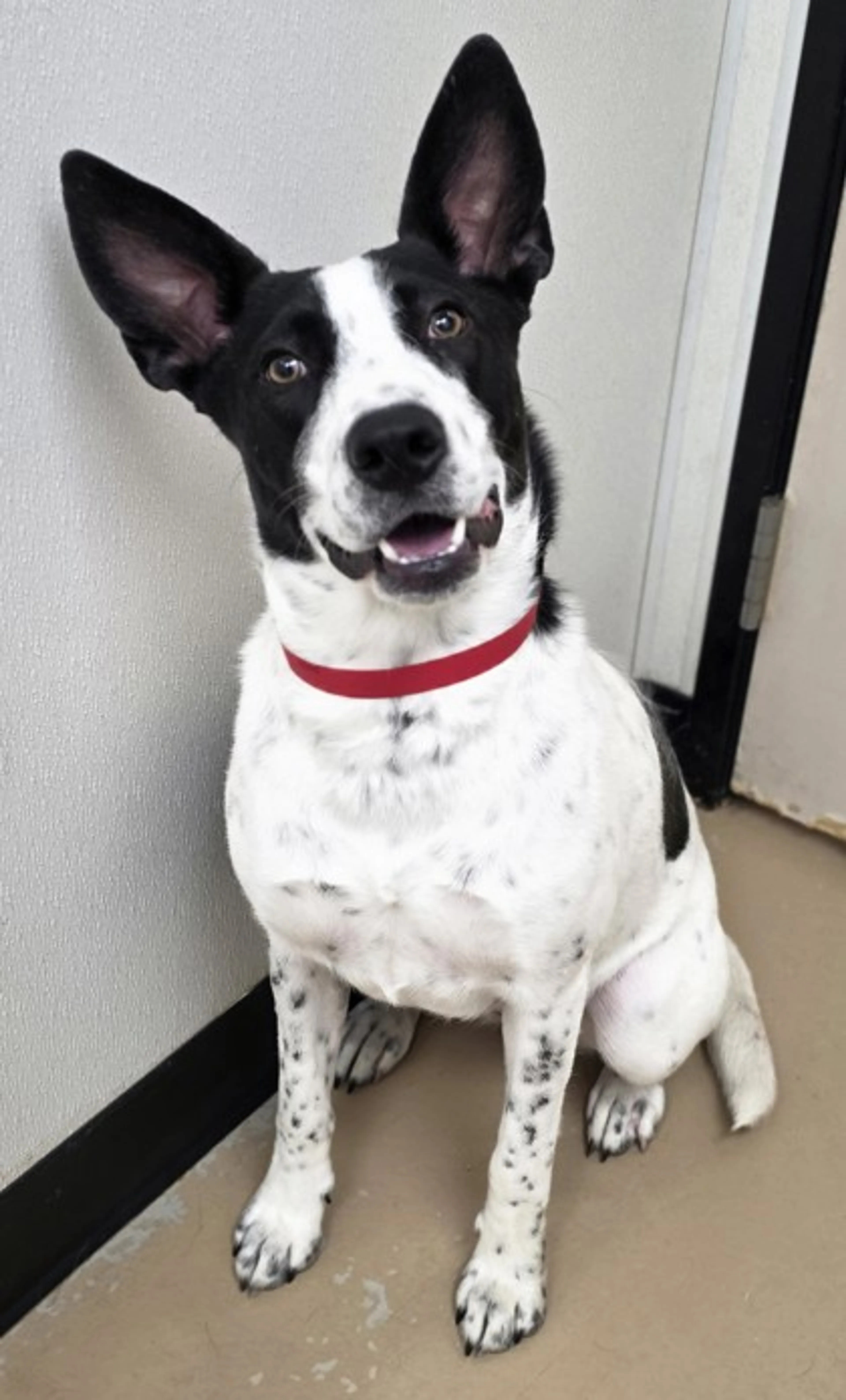 Found pet