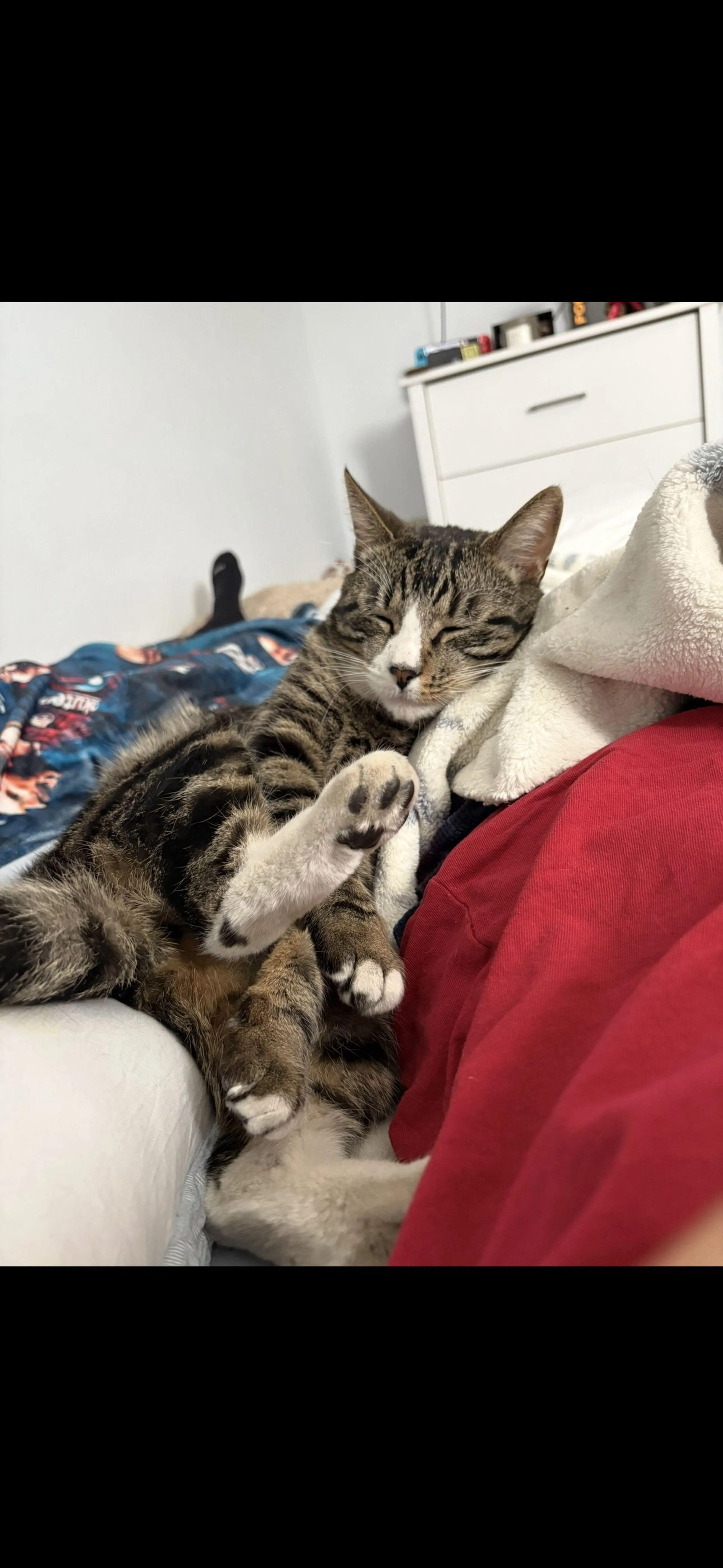 Lost pet-2
