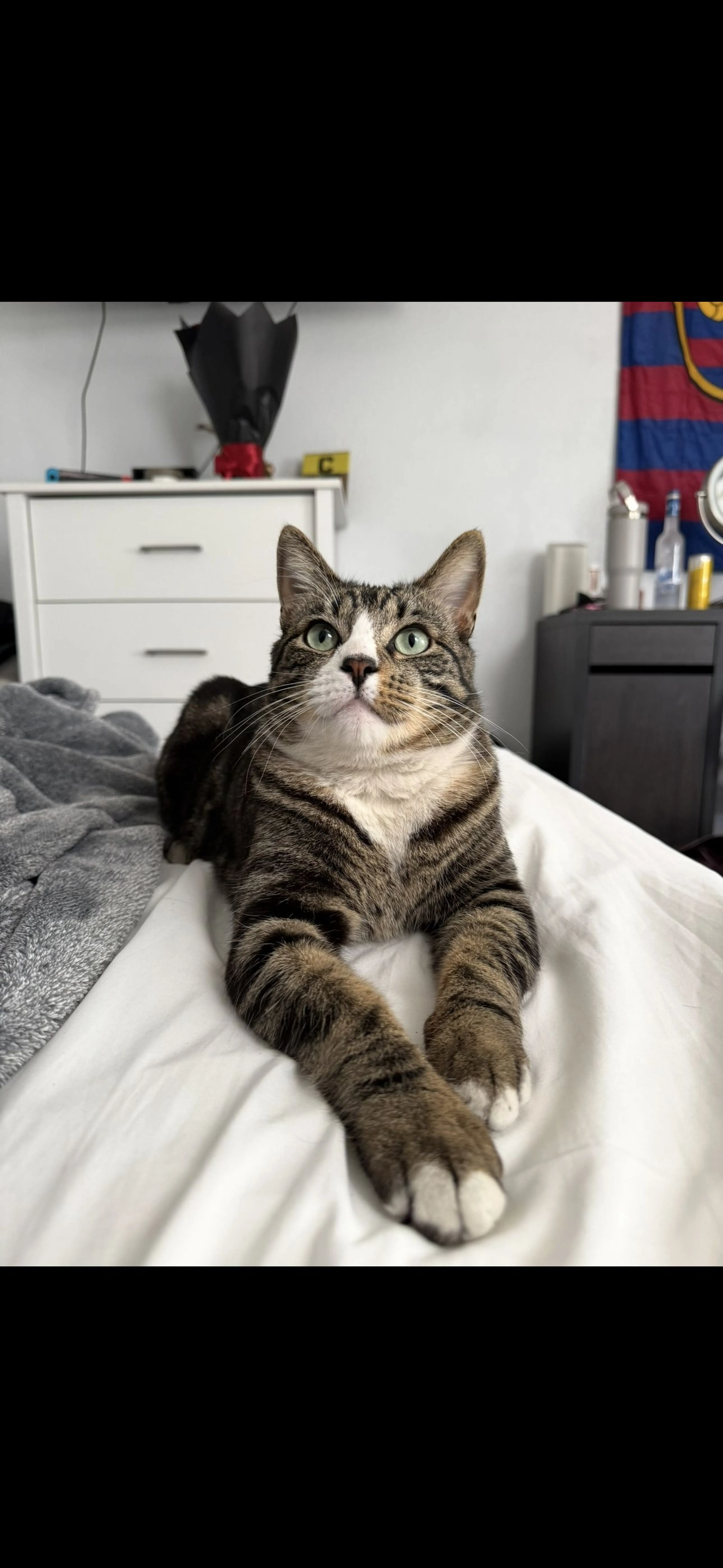 Lost pet-1