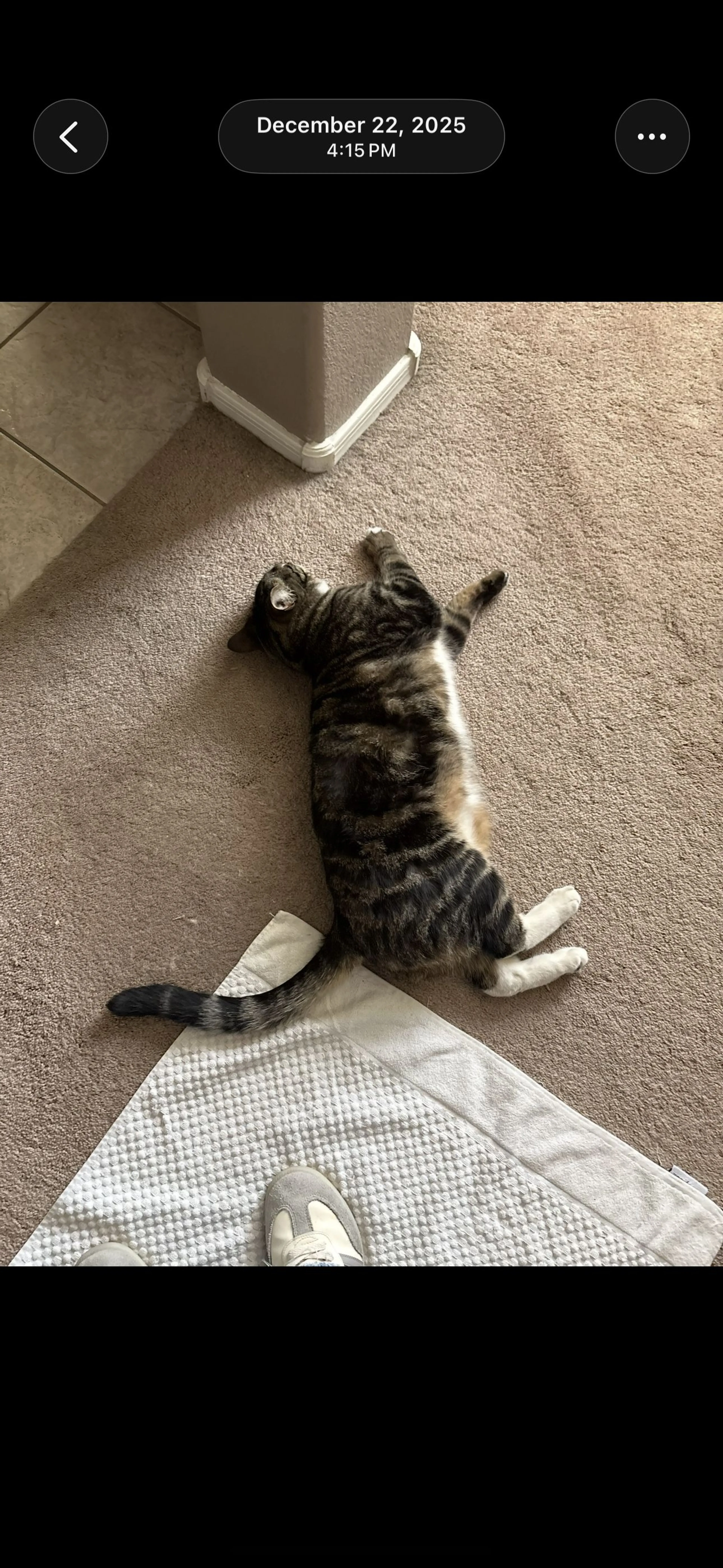 Lost pet-3